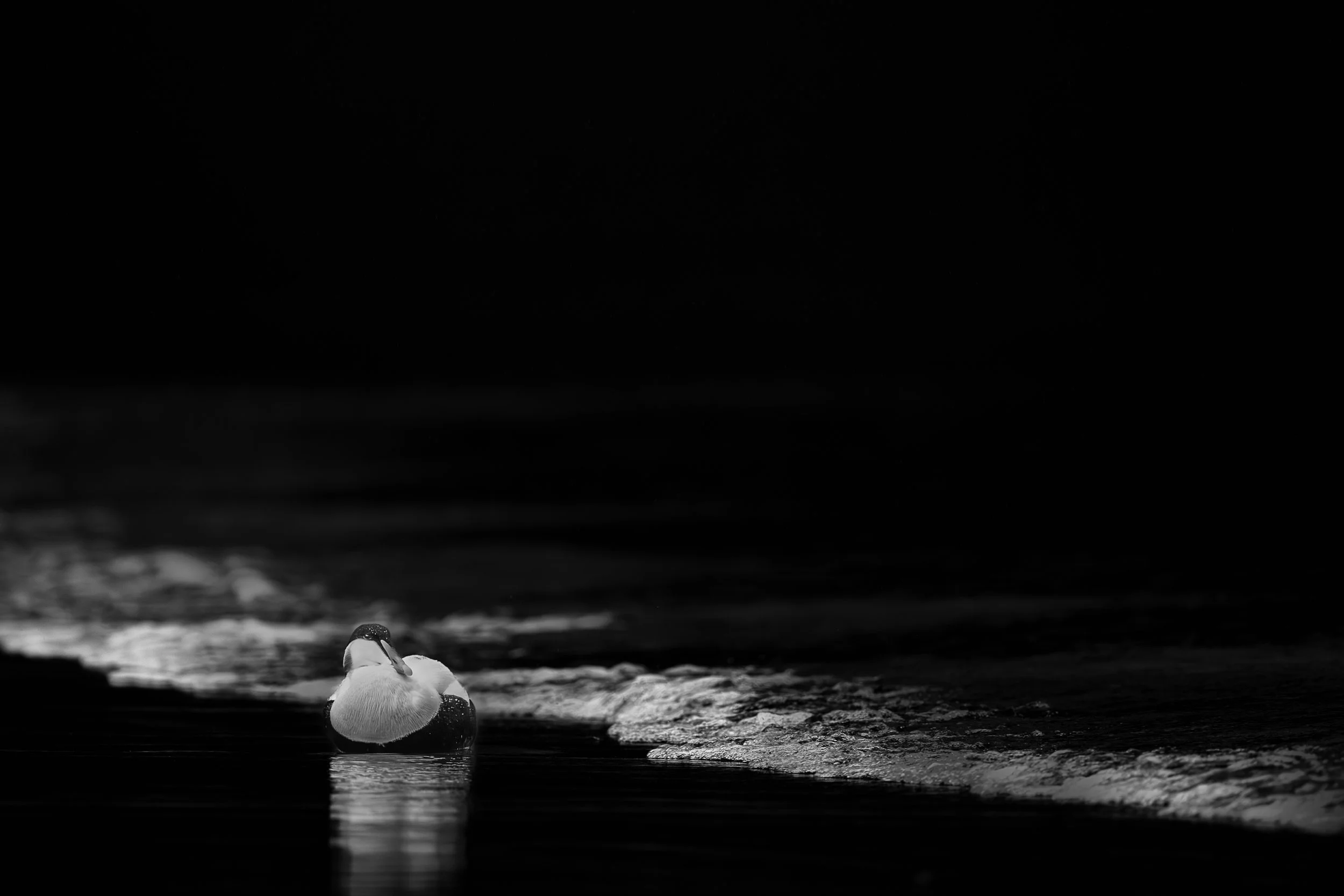 Sillage lumineux : Eider à duvet mâle posé sur la plage, à la limite des vagues.  Noir e blanc contrasté.