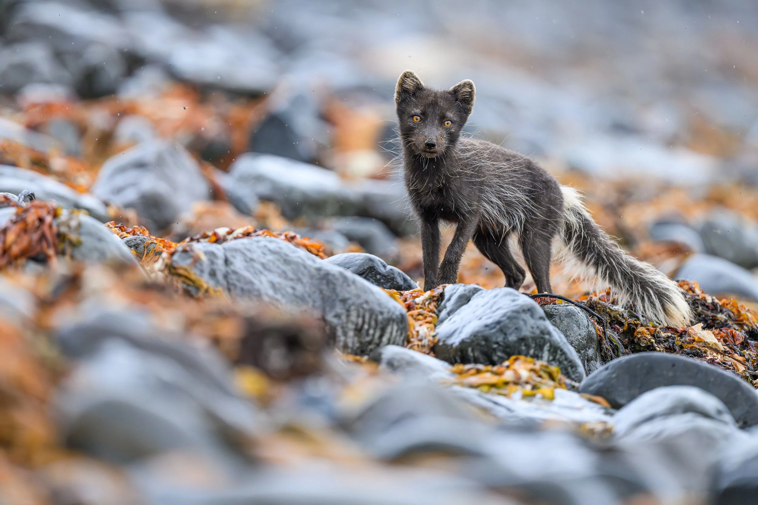 Renard polaire au pelage sombre marchant sur un sol de pierres
