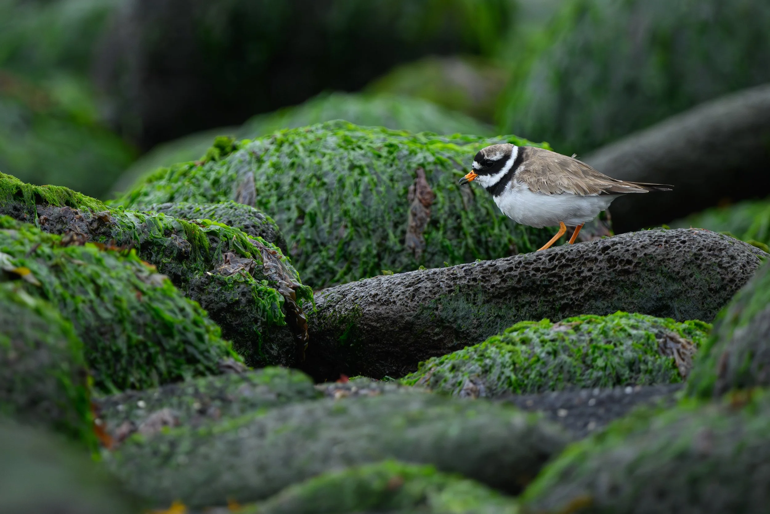 Photographie animalière d'un Grand Gravelot sur des rochers recouverts de mousse verte éclatante, créant un contraste naturel et texturé.