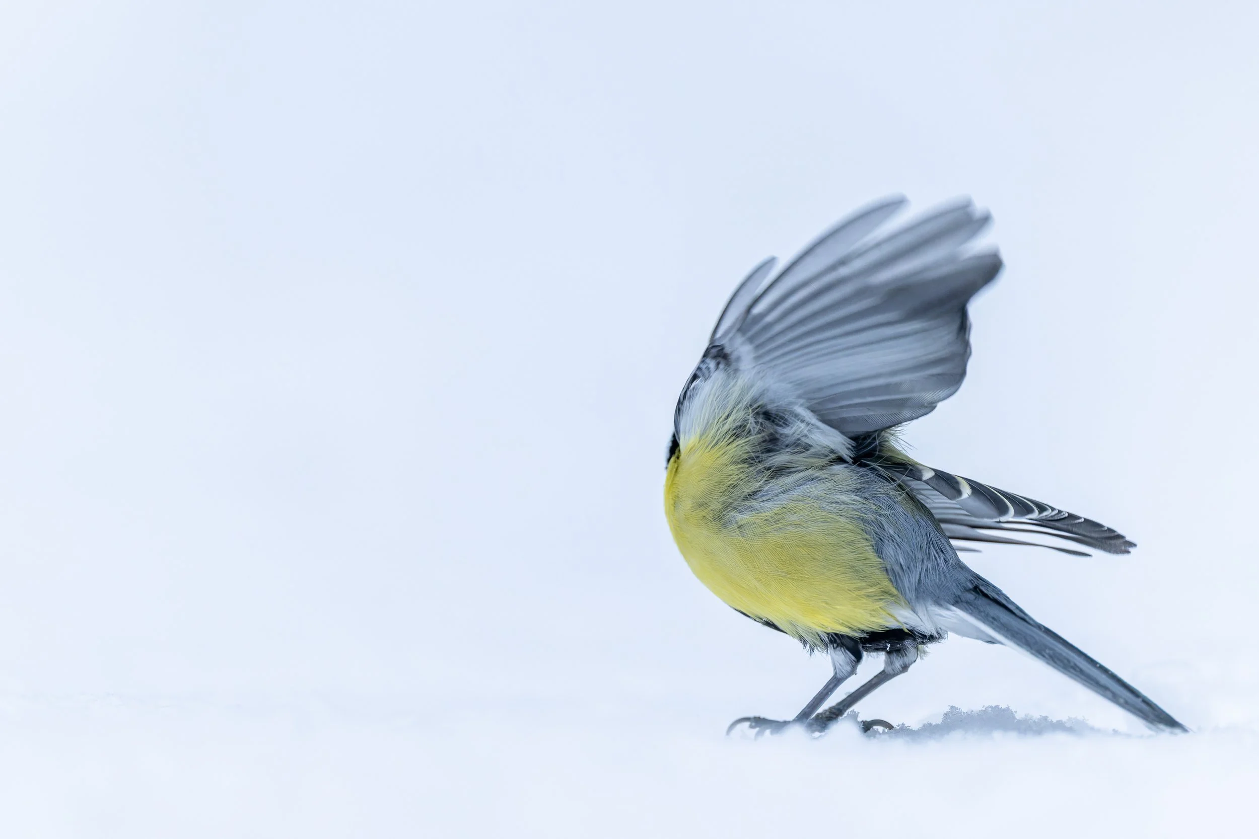 Gros plan d'une mésange en mouvement, ailes ouvertes et plumage détaillé, se détachant sur un fond blanc lumineux