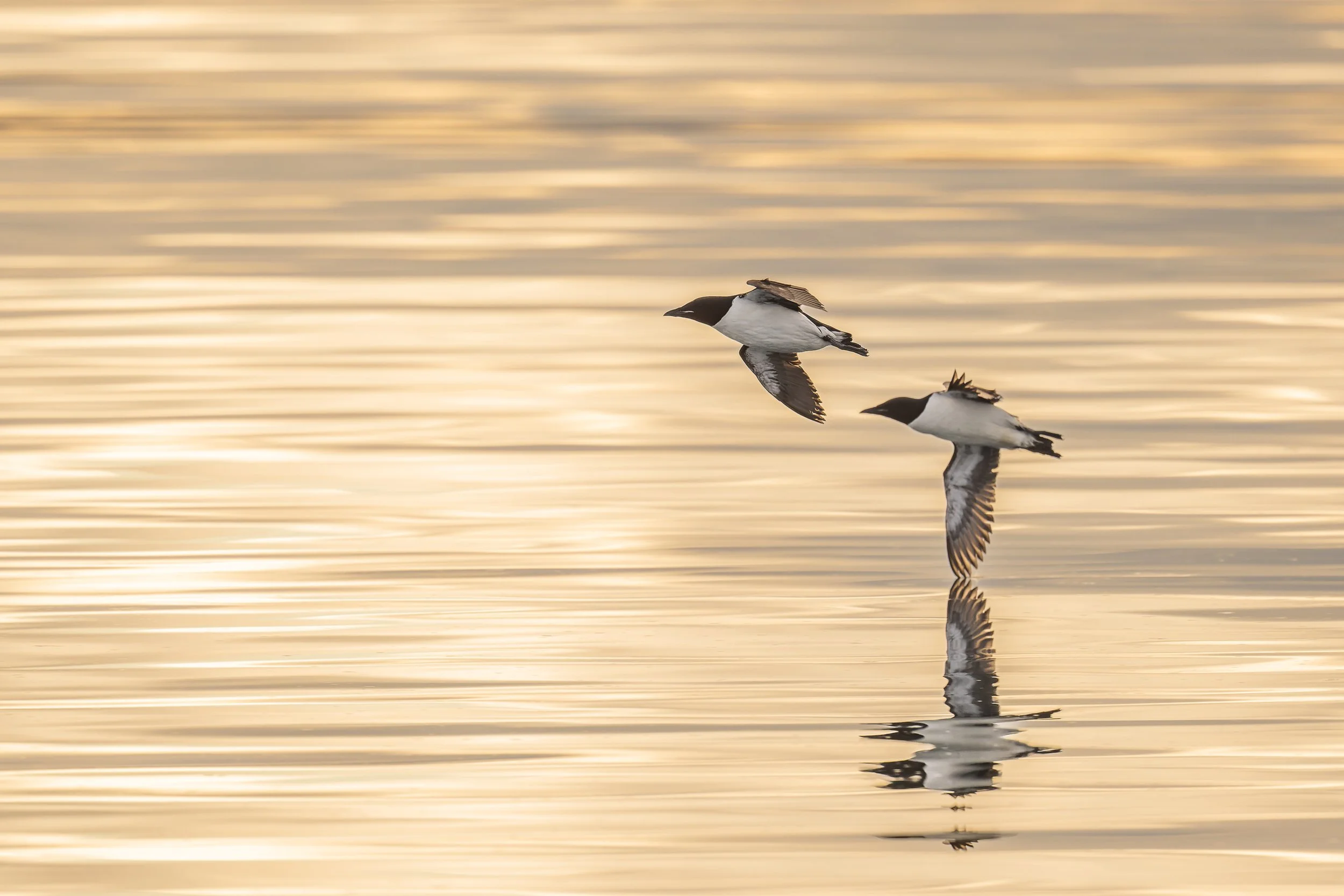 Deux oiseaux survolant la mer, au soleil couchant