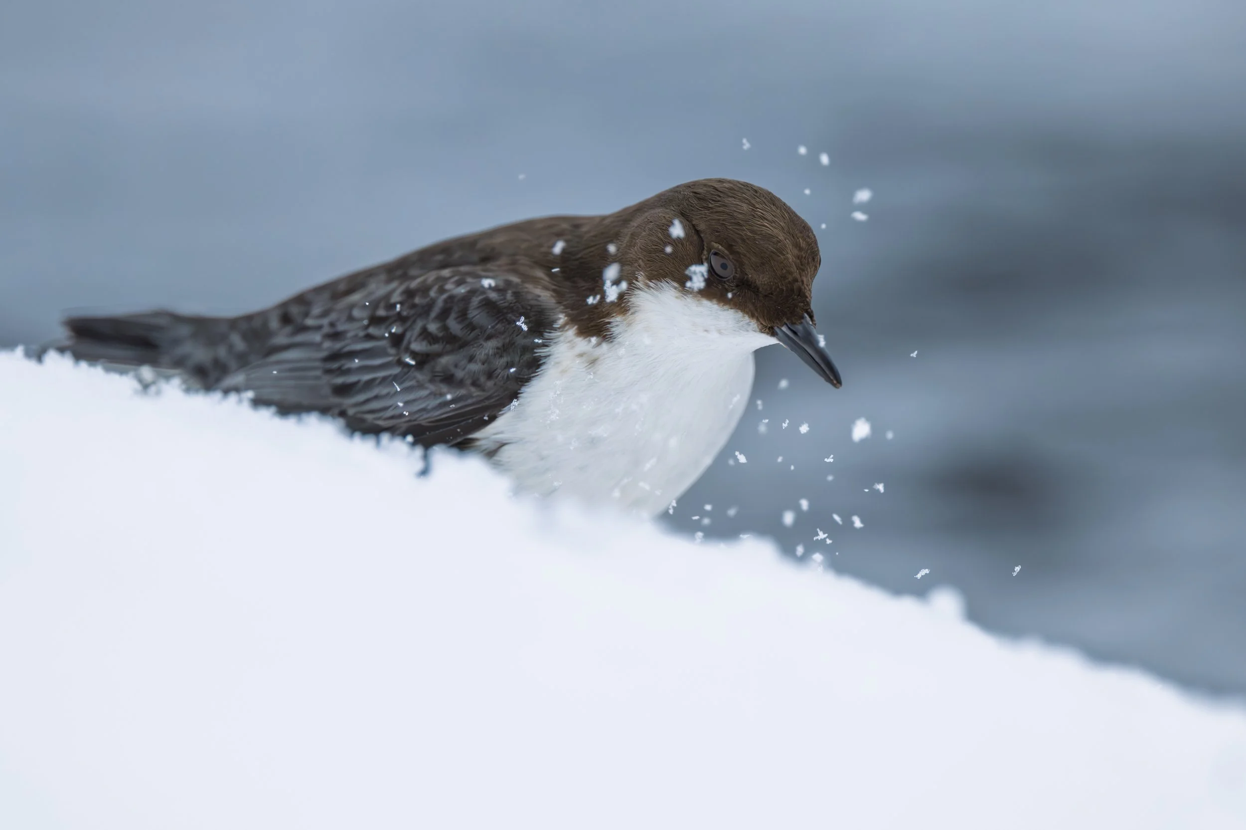 Cincle plongeur  posé sur un rebord de roche enneigé, profil net sur fond de neige douce, illustrant la série photographique À Minima