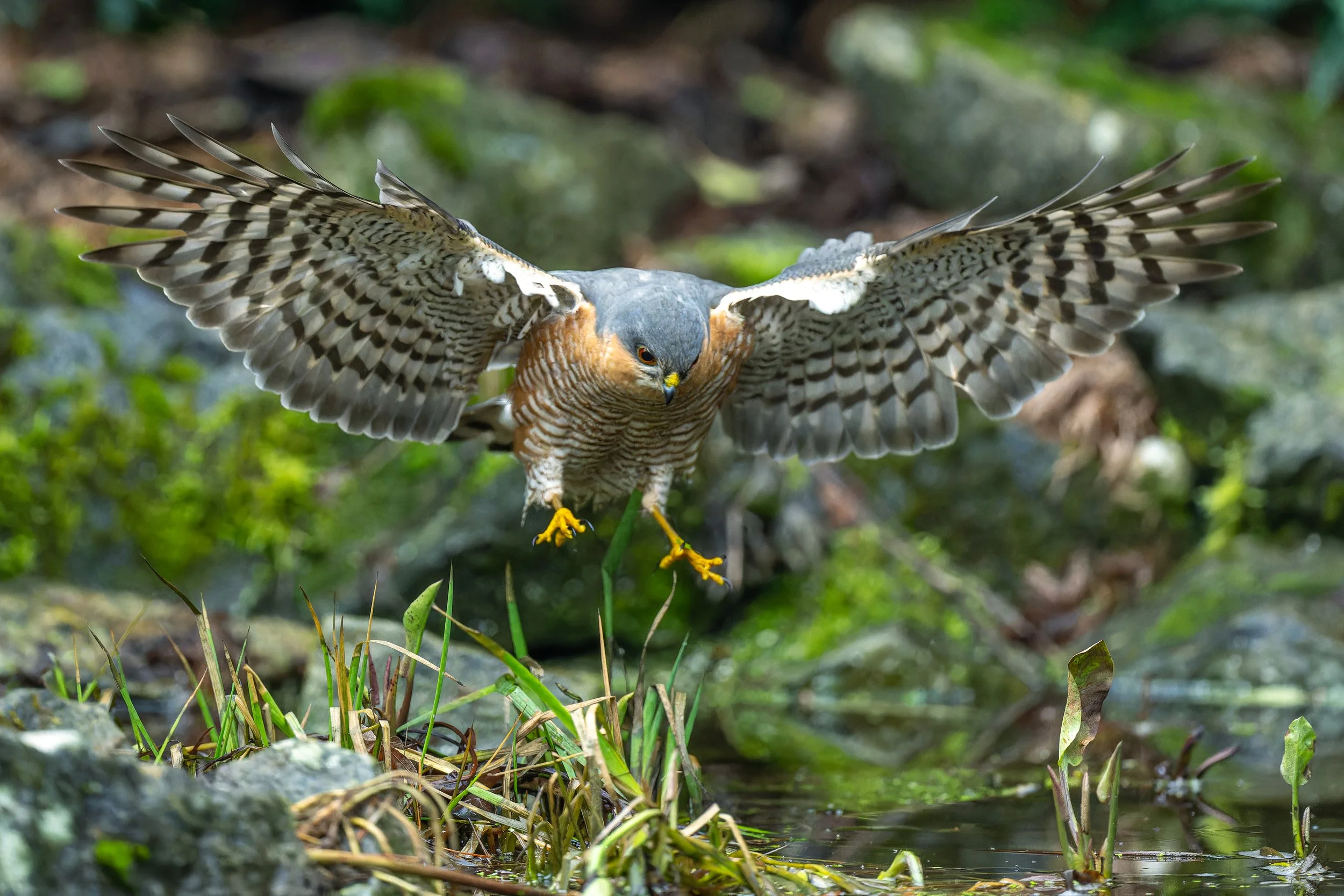 Epervier en vol - brabant wallon