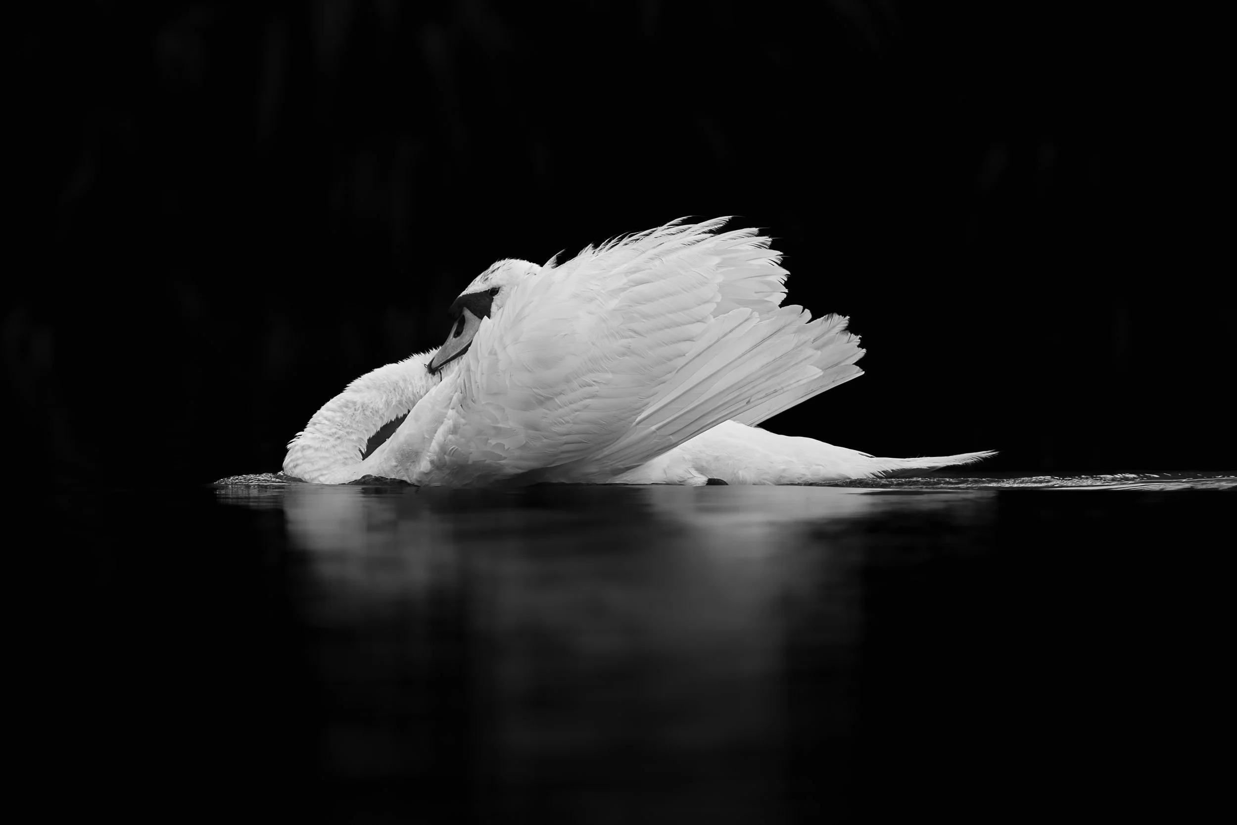 Repos gracieux : Cygne aux plumes vaporeuses, formant une courbe blanche élégante sur un miroir d'eau noir.  Noir et blanc