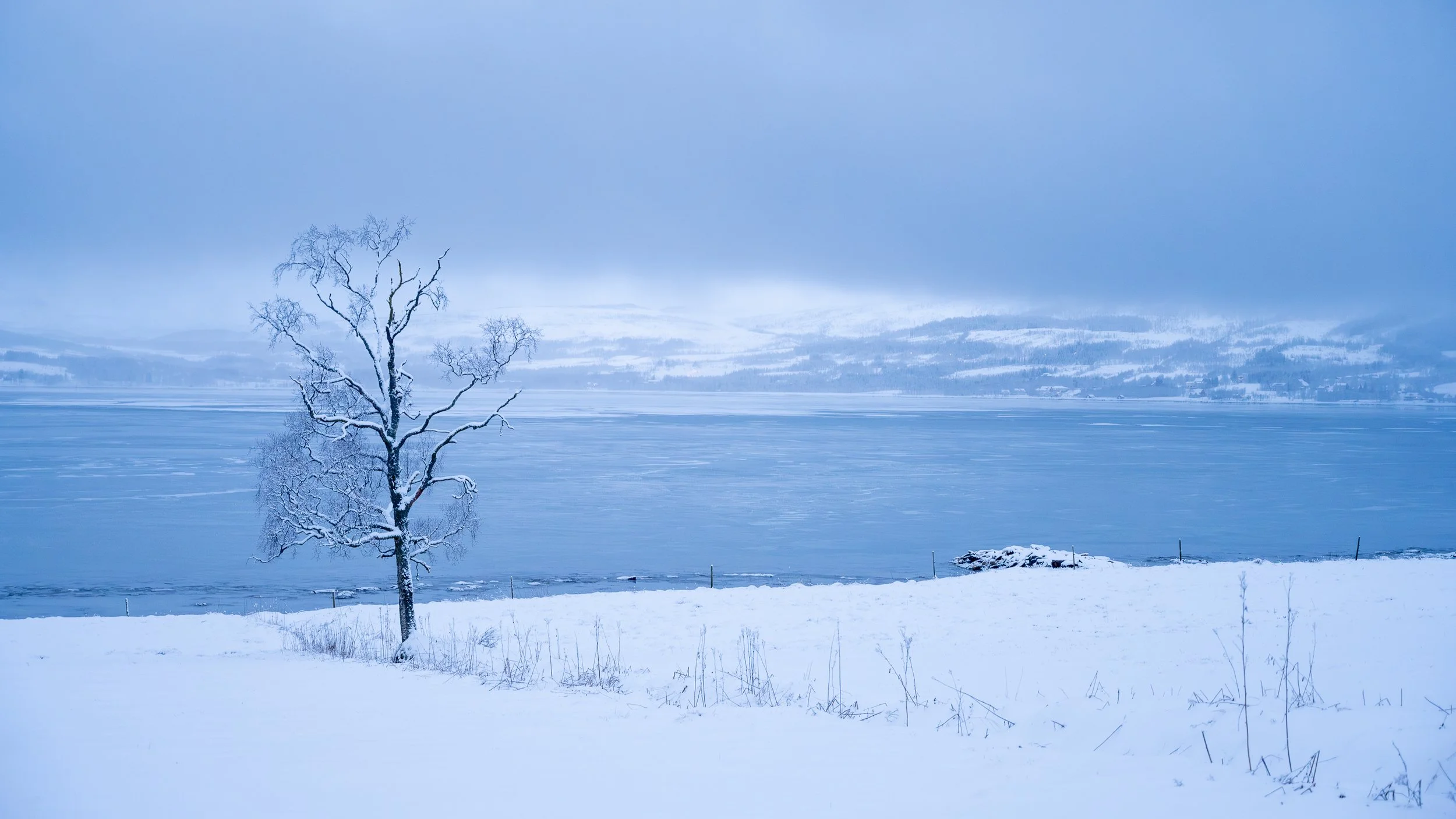  seul)	Arbre solitaire dans une plaine de neige face à l'immensité d'un lac gelé, composition minimaliste, dans les teintes bleues