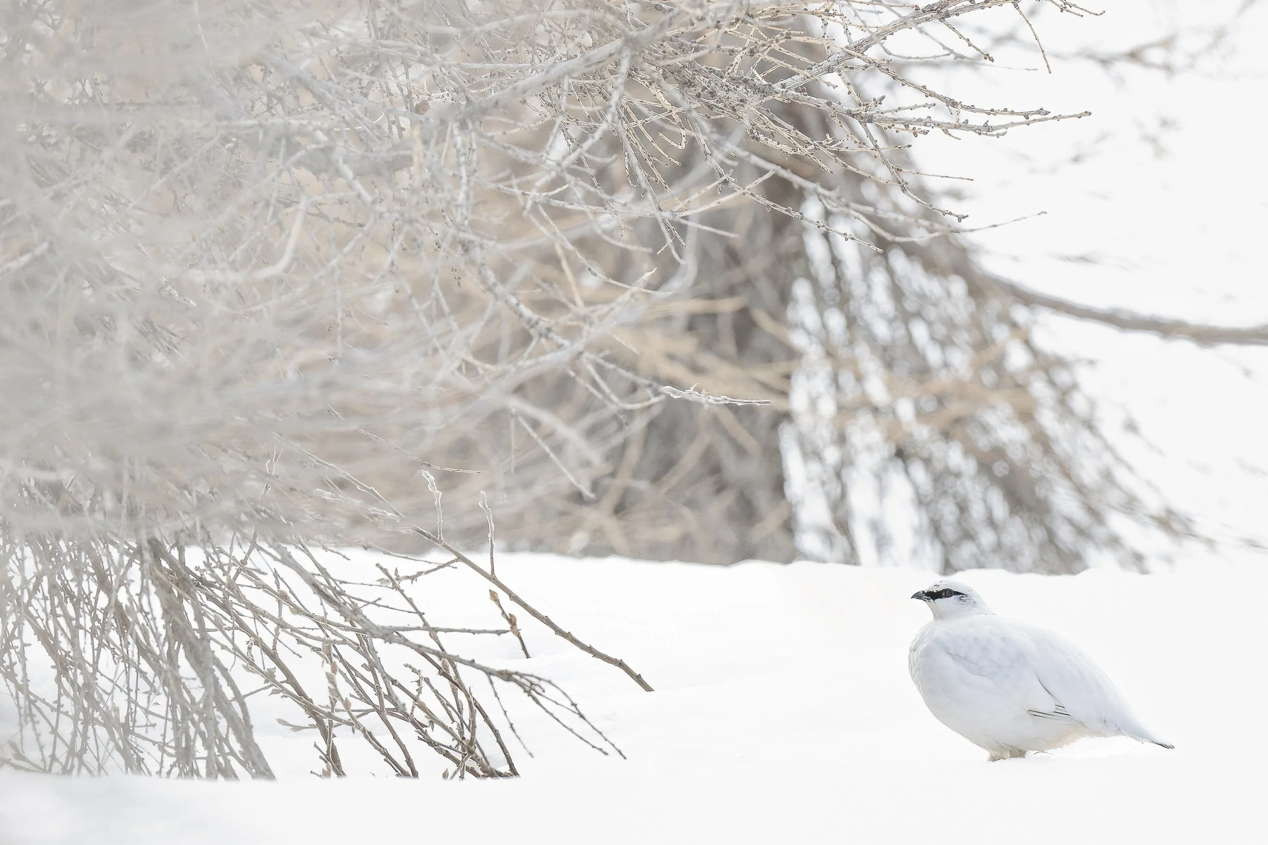 Lagopède aplin en plumage hivernal, dans un paysage de neige
