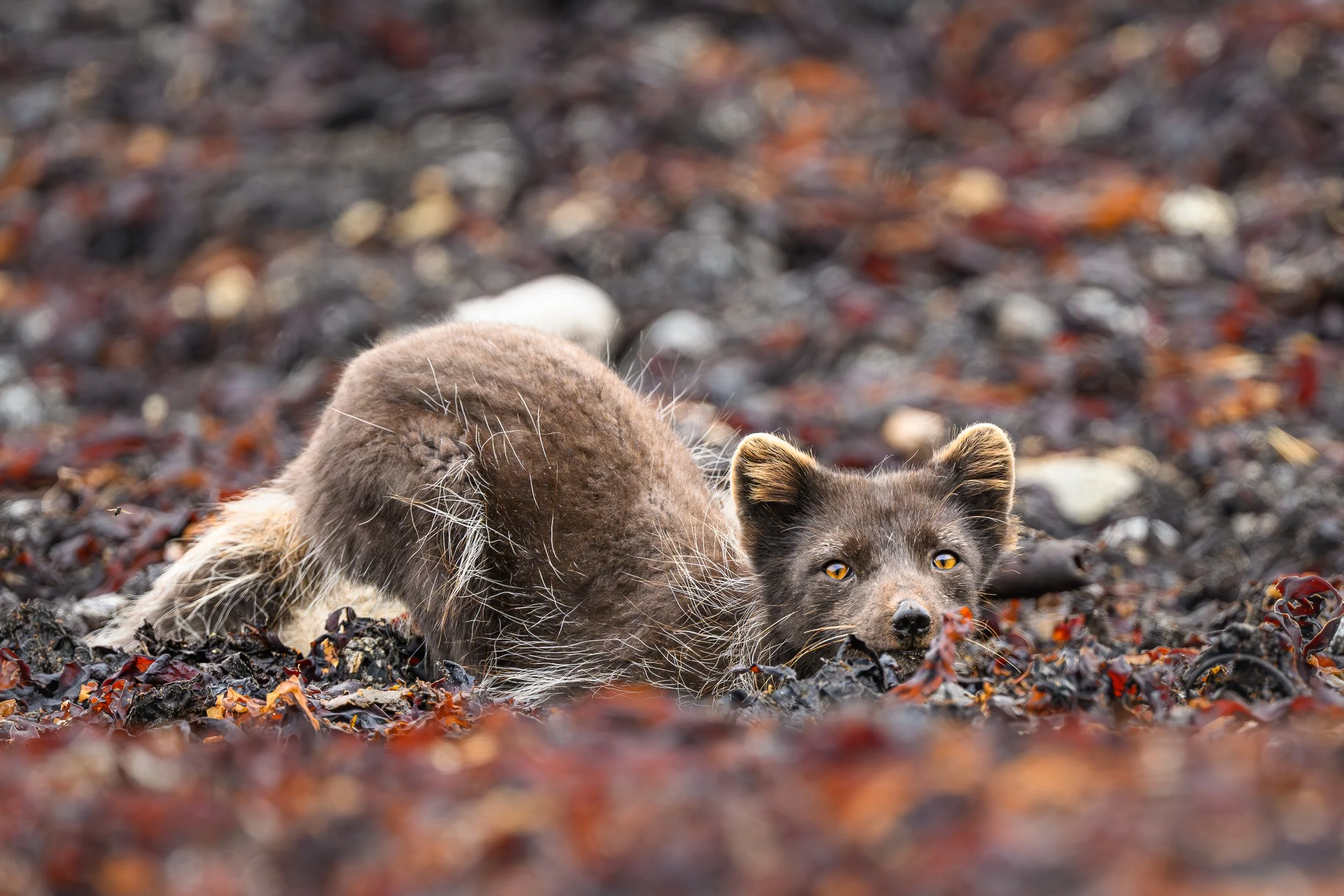 Renard polaire au pelage d'été se faufilant dans un amalgame d'algues rejetés par la mer, son regard curieux émergeant du décor."