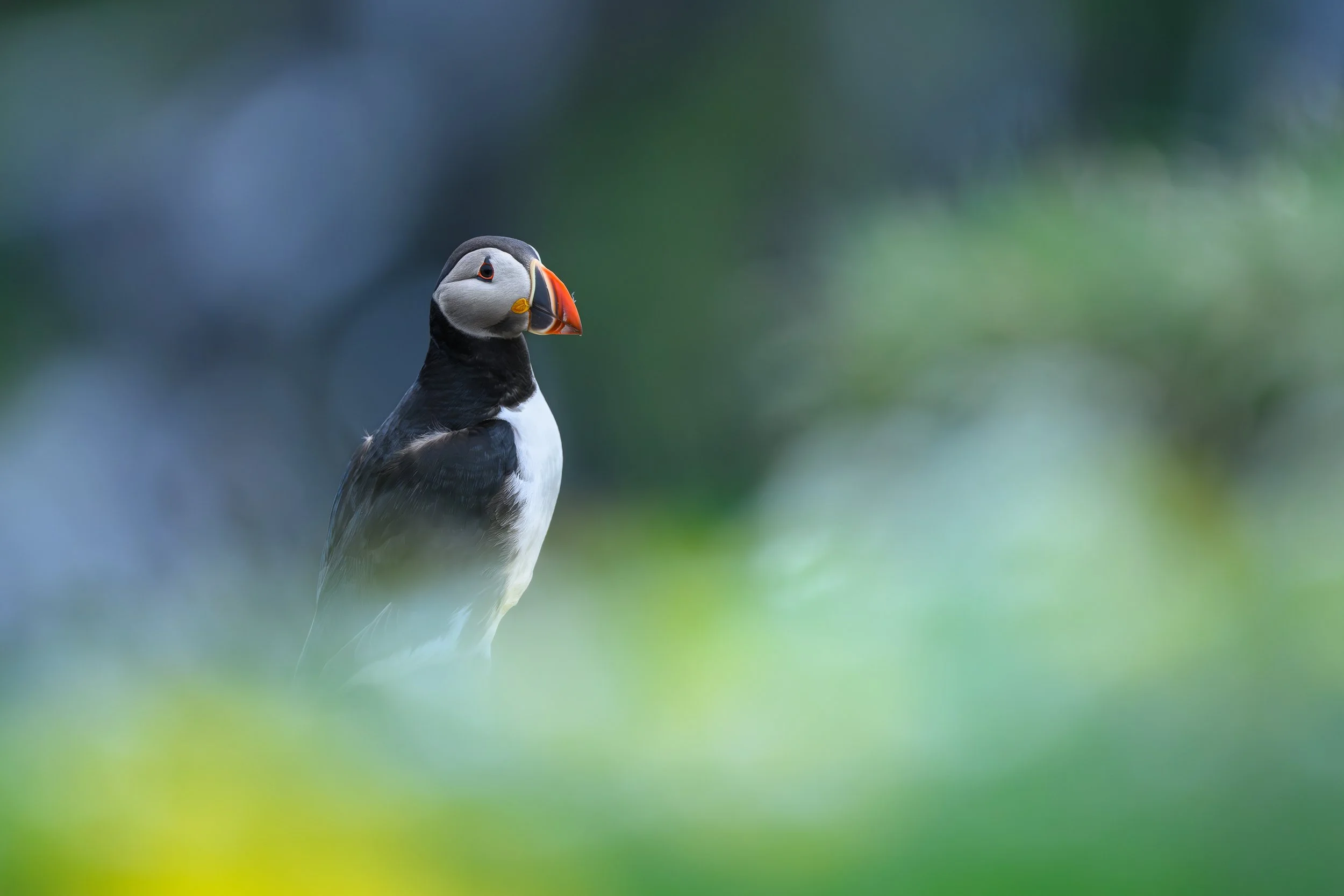 Portrait de profil d'un macareux moine, se détachant avec douceur d'un premier plan végétal flou et lumineux.