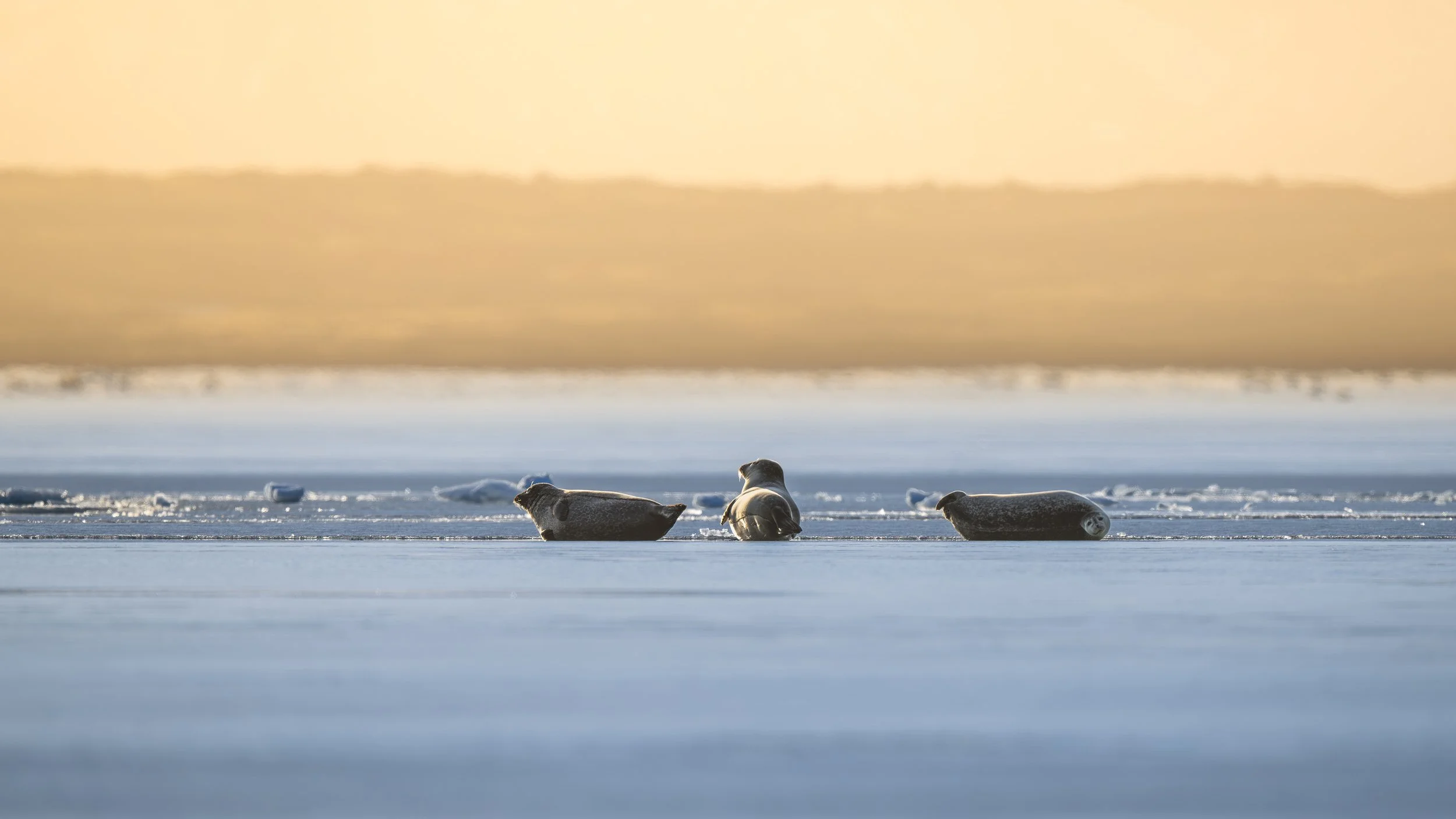 Trois phoques allongés sur la banquise, sous une lumière dorée et douce de début de journée