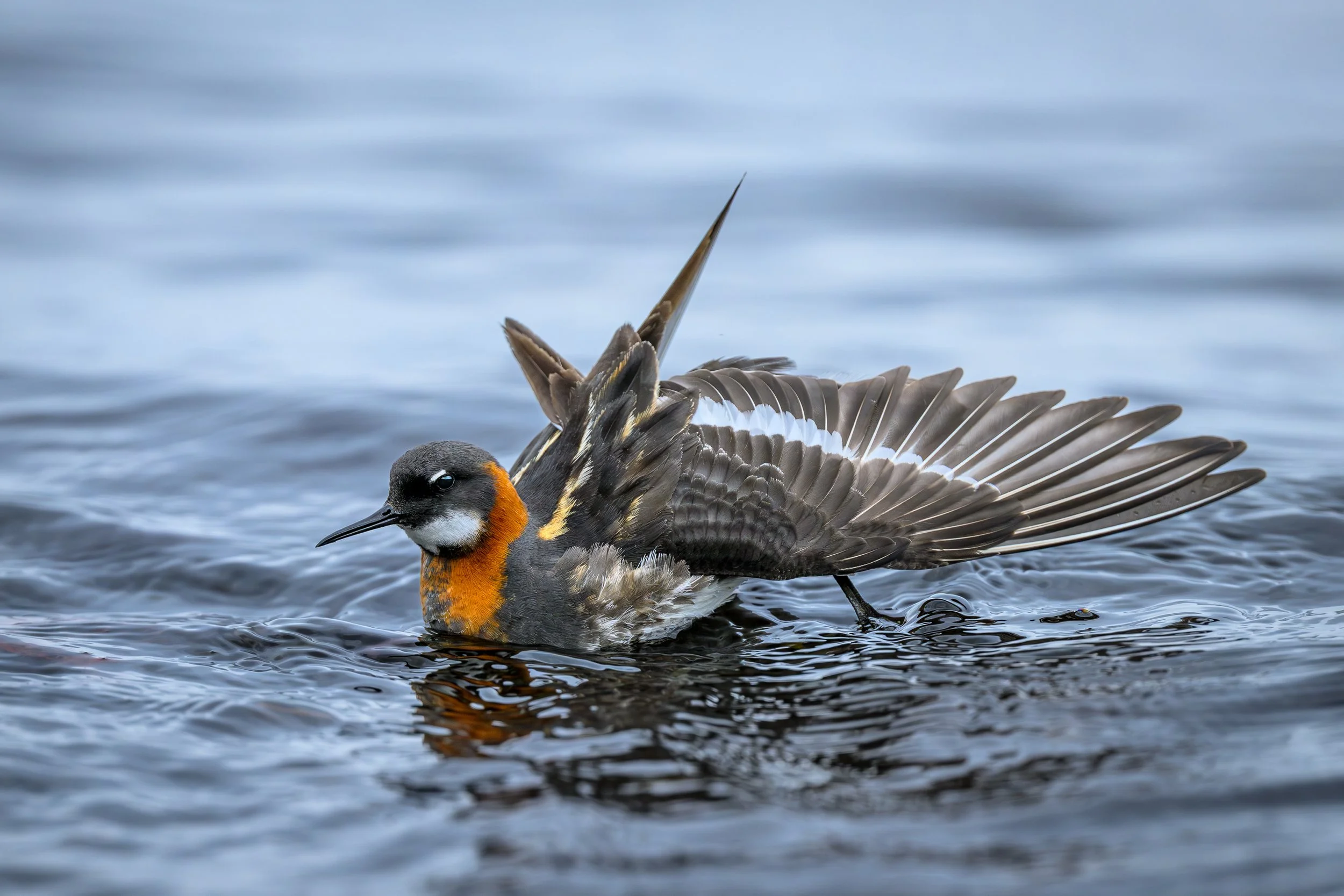 Phalarope à bec étroit s'ébrouant à la surface de l'eau, ailes entrouvertes, créant des ondulations circulaires et des reflets argentés