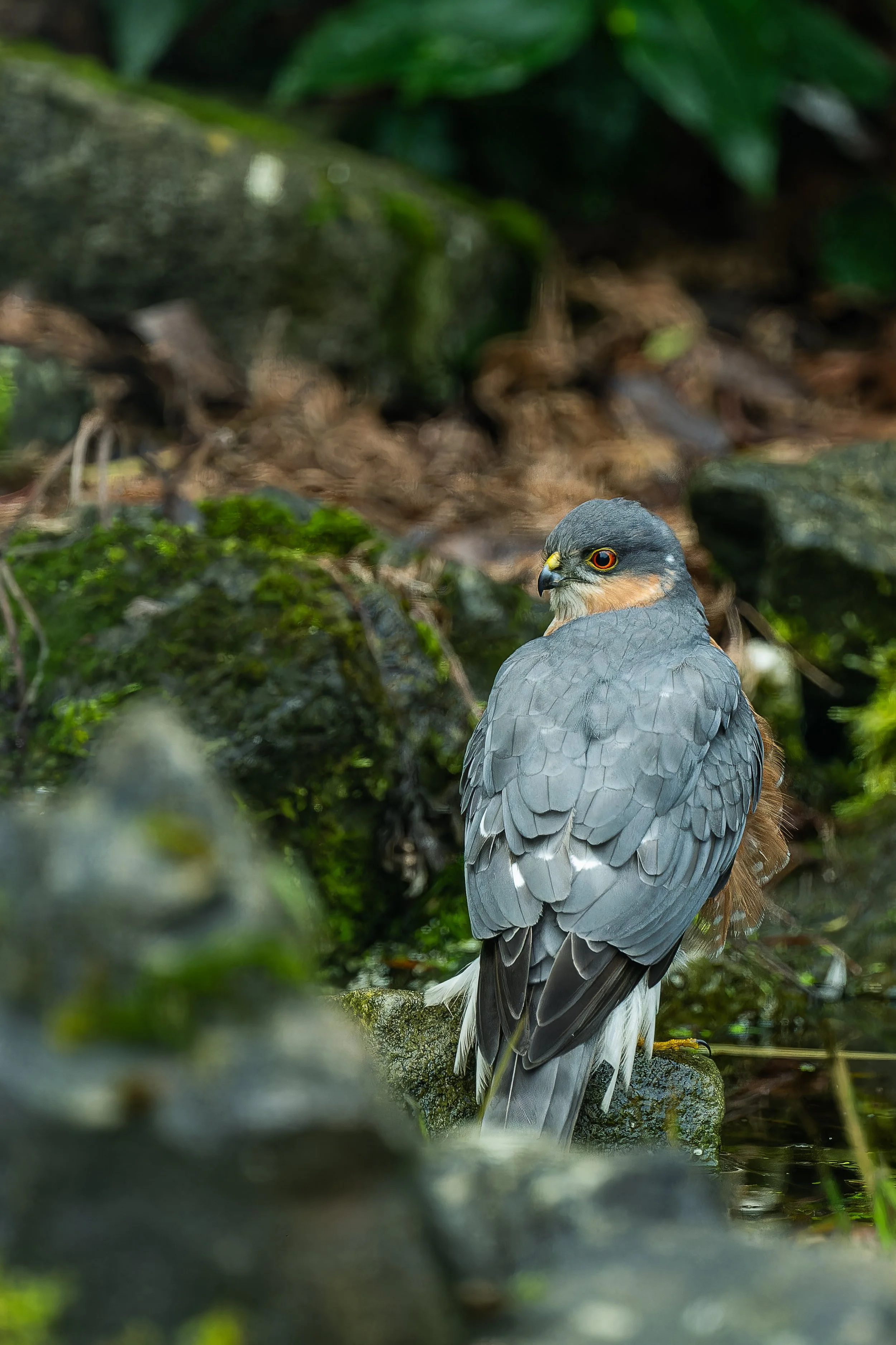 Epervier - brabant wallon