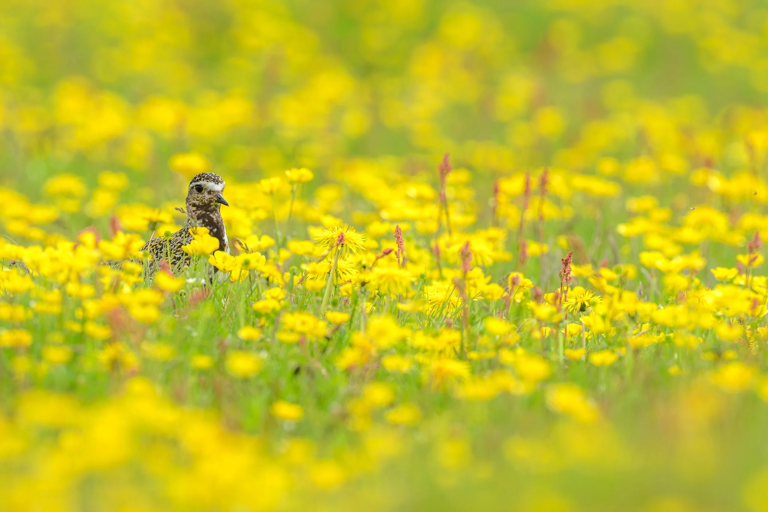 Composition printanière montrant un pluvier doré dissimulé au cœur d'un champ dense de fleurs jaunes éclatantes