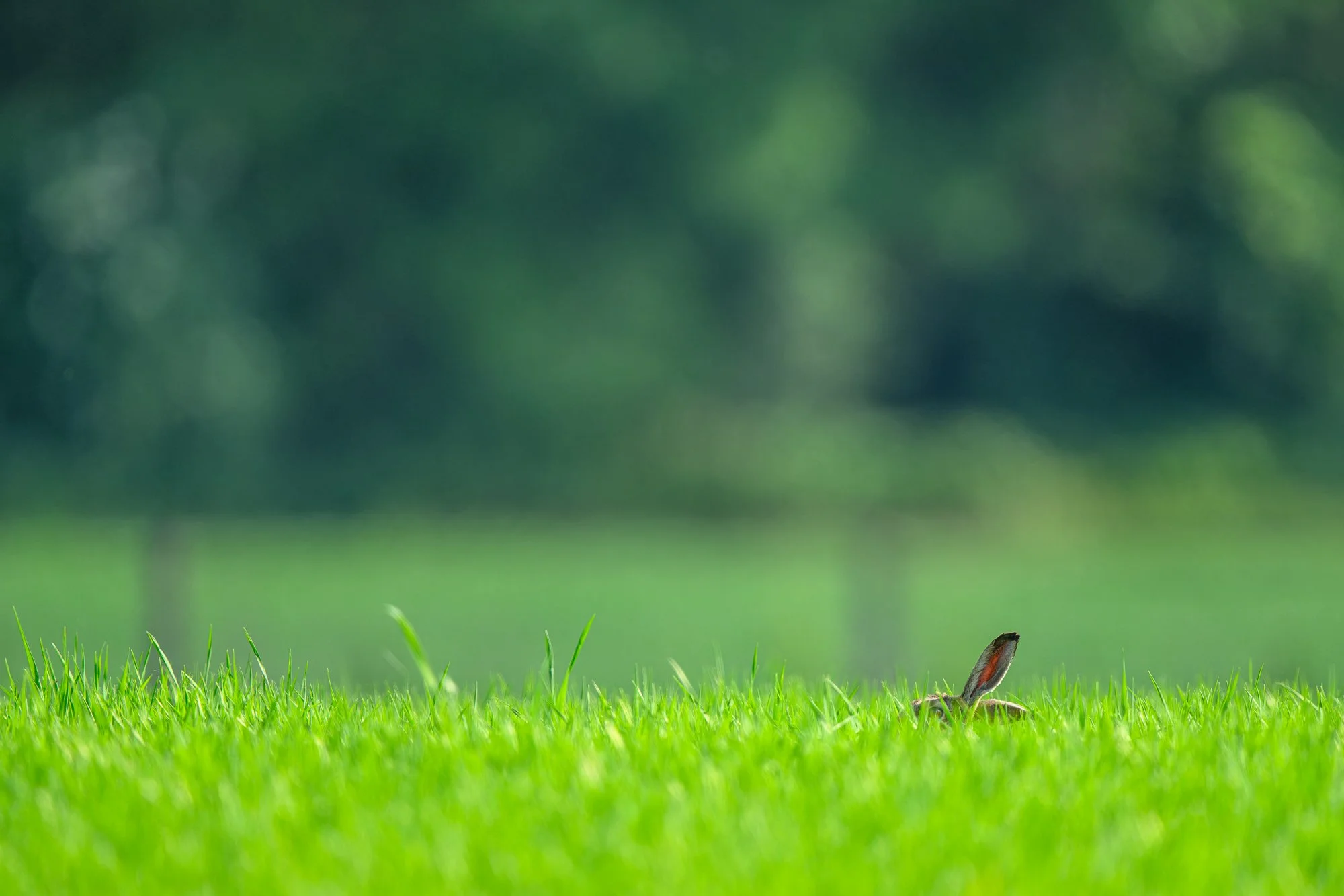 lièvre (5 sur 1).jpg