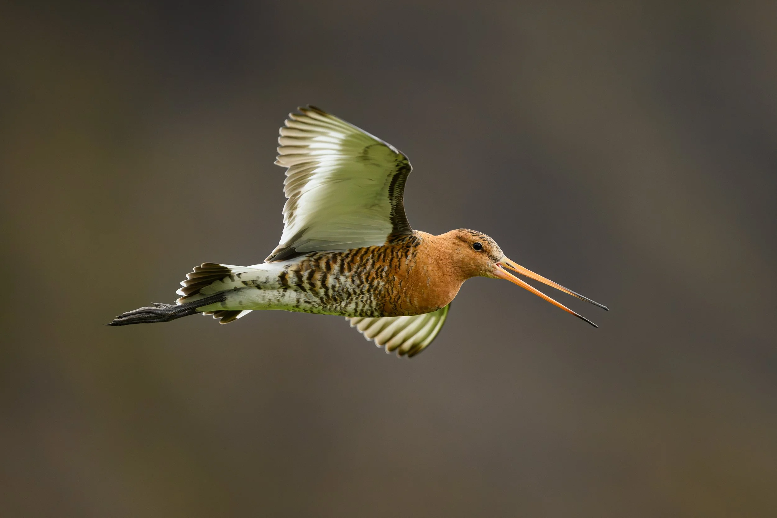 Gros plan dynamique d'une barge rousse en plein vol, plumage nuptial coloré et ailes déployées sur un fond naturel flou