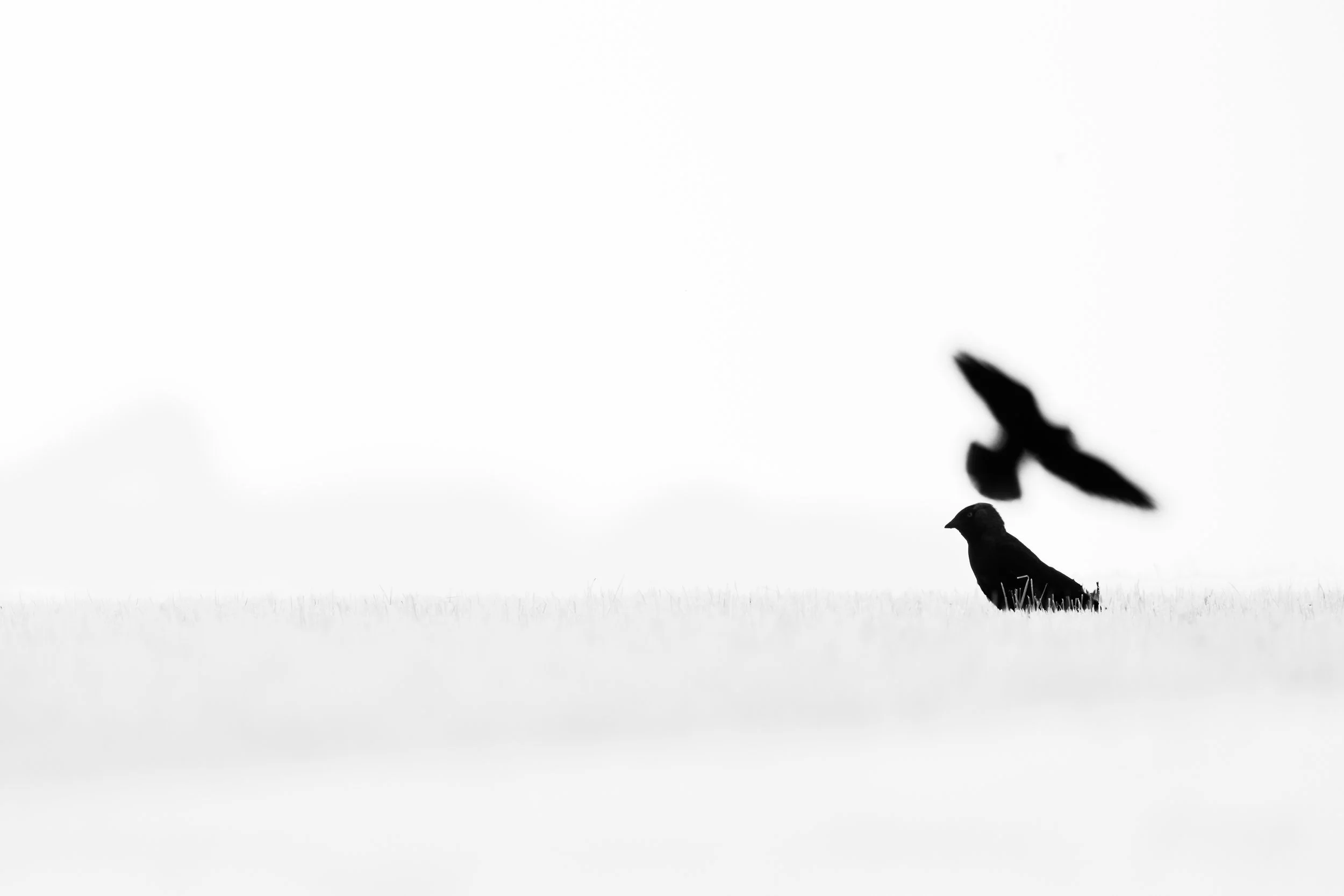 christophe-parent_Duel d'Ombres_collection-a-minima.jpg