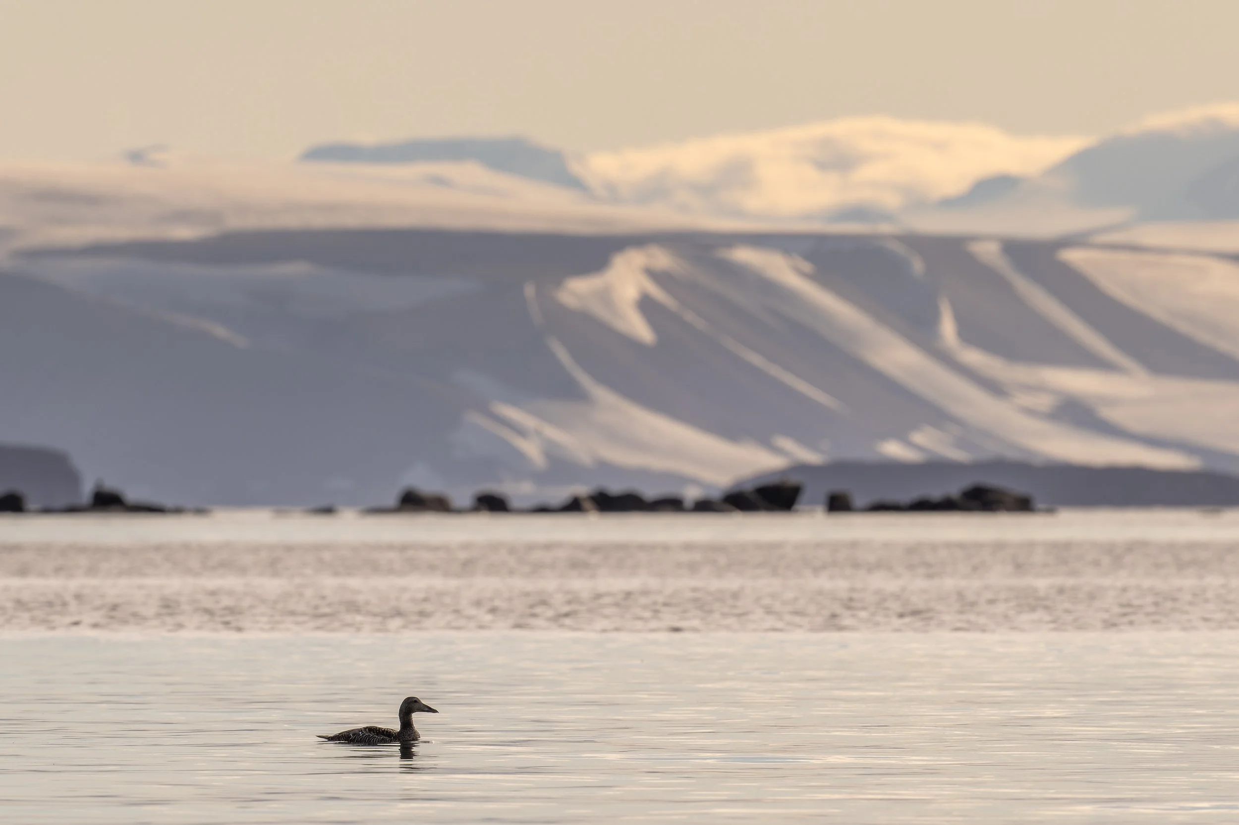 Oiseau aquatique glissant sur une mer calme au pied de montagnes enneigées majestueuses, une composition horizontale évoquant la paix des grands espaces.