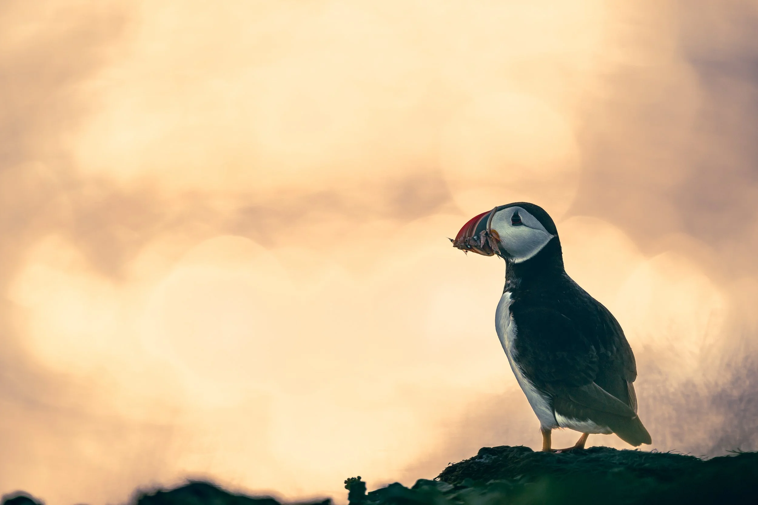 Silhouette d'un macareux moine perché sur un rocher devant un ciel embrasé par les tons dorés et orangés du coucher du soleil.