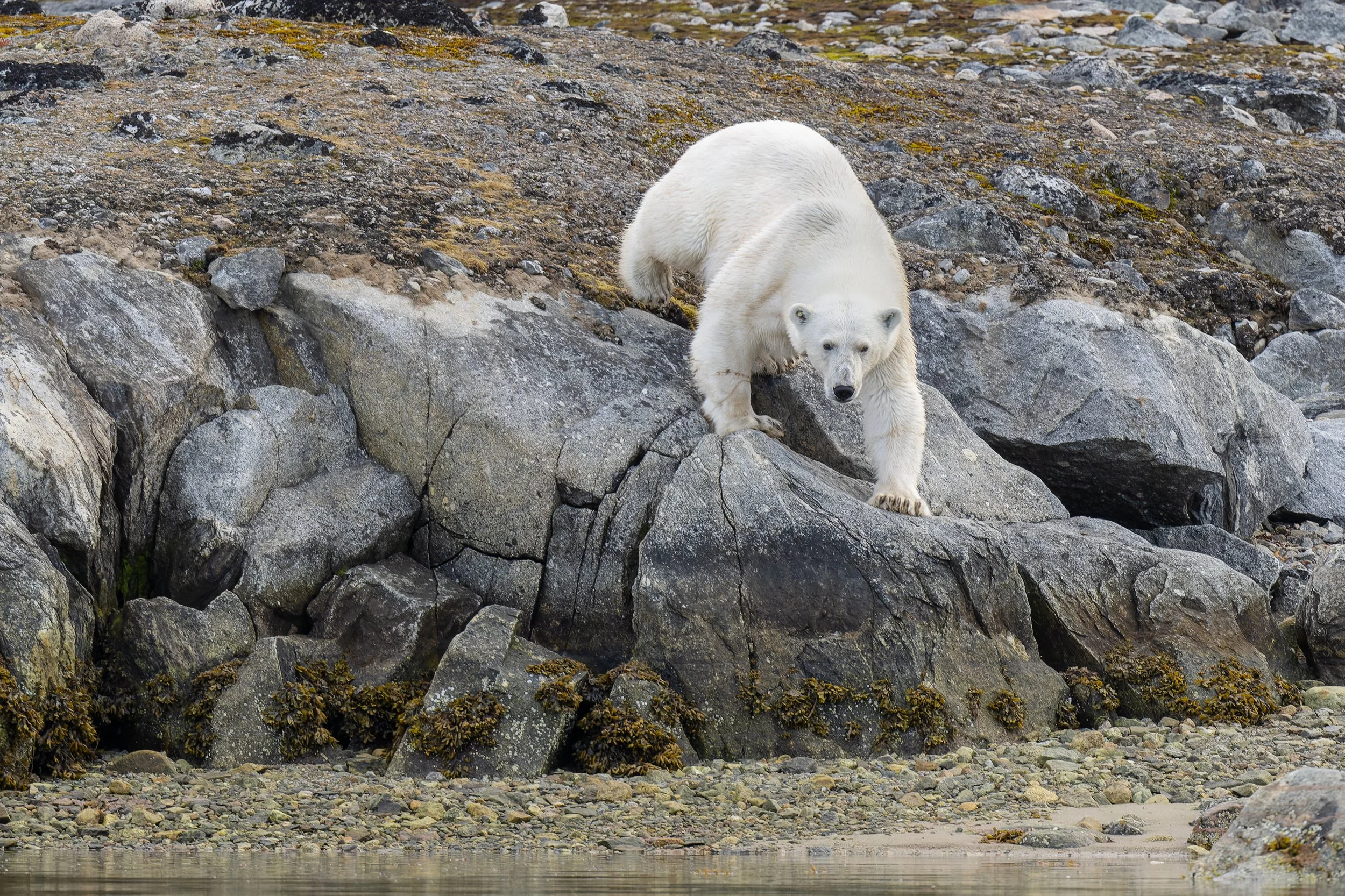 Ours polaire descendant une zone rocheuse pour arriver sur le rivage.