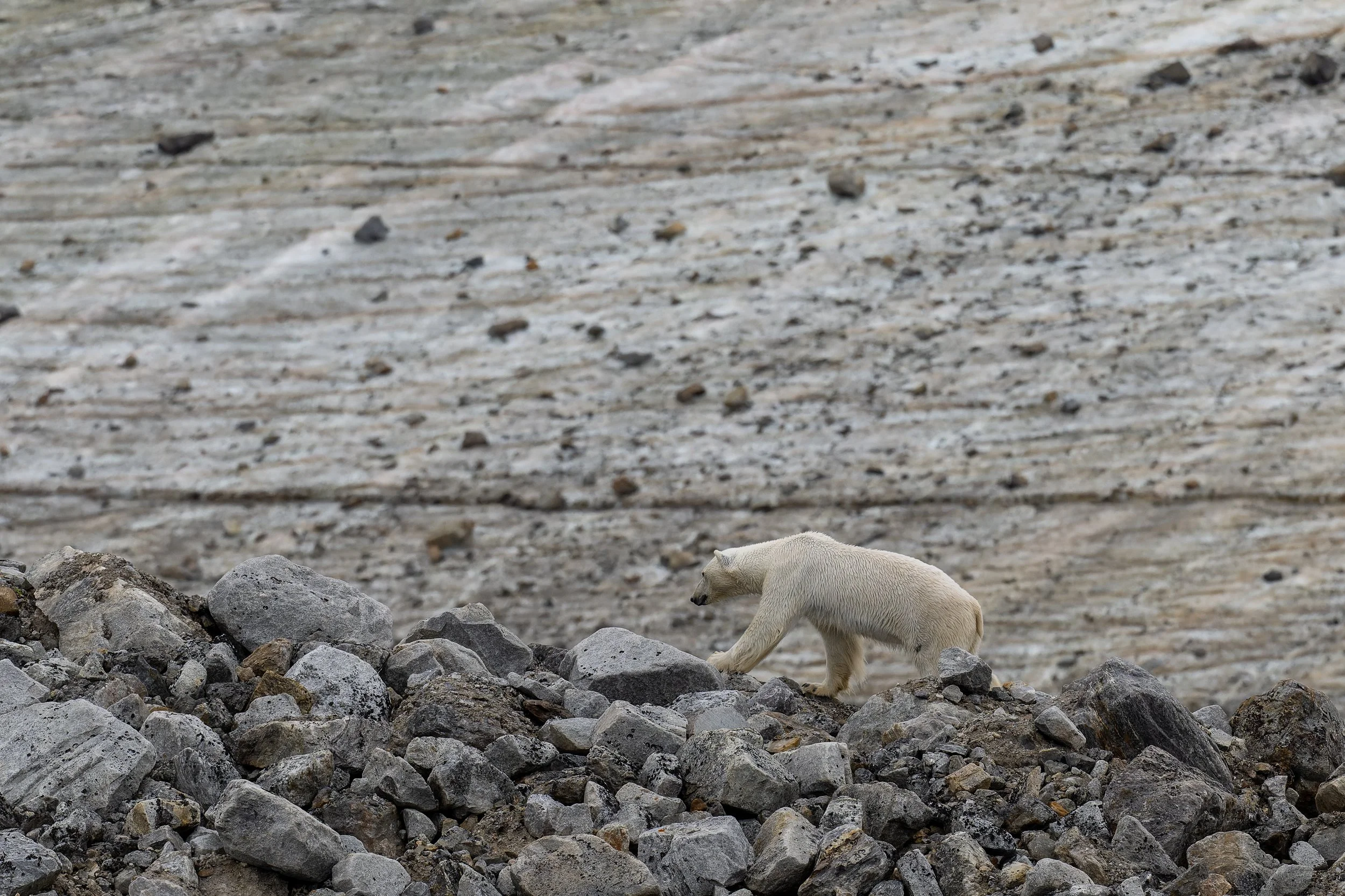 Ours polaire solitaire marchant sur un terrain de pierres et de neige, illustrant l'immensité du paysage arctique et la fragilité de son habitat."