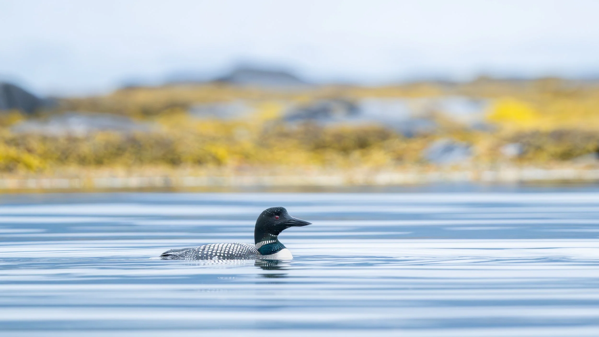 Plongeon huard nageant paisiblement sur un lac aux reflets bleutés, avec une rive colorée et floue en arrière-plan.