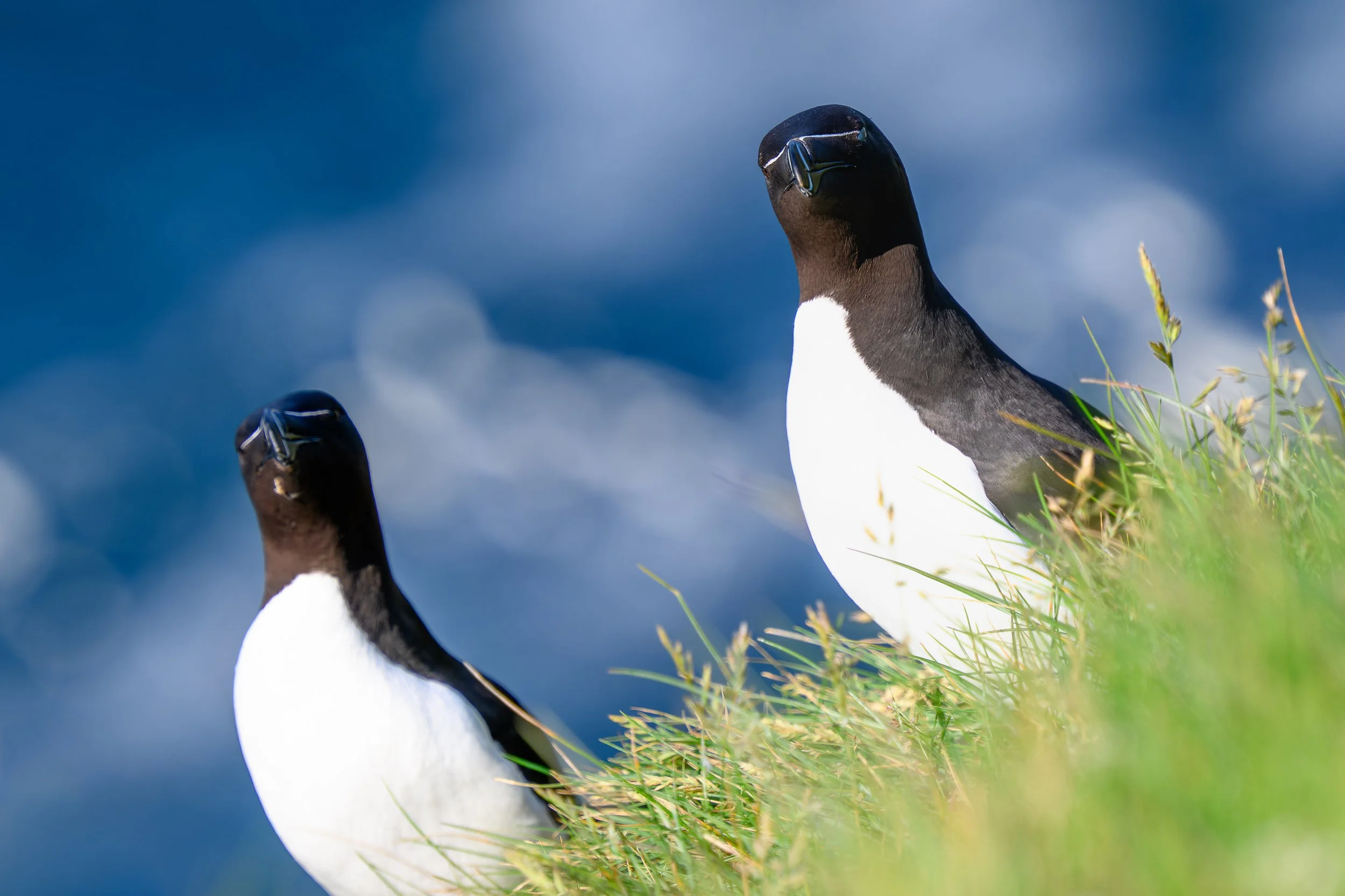 Deux Pingouins torda (Godes) sur une falaise herbeuse, se détachant sur le bleu profond de l'océan, une image symbolisant le lien social du vivant."