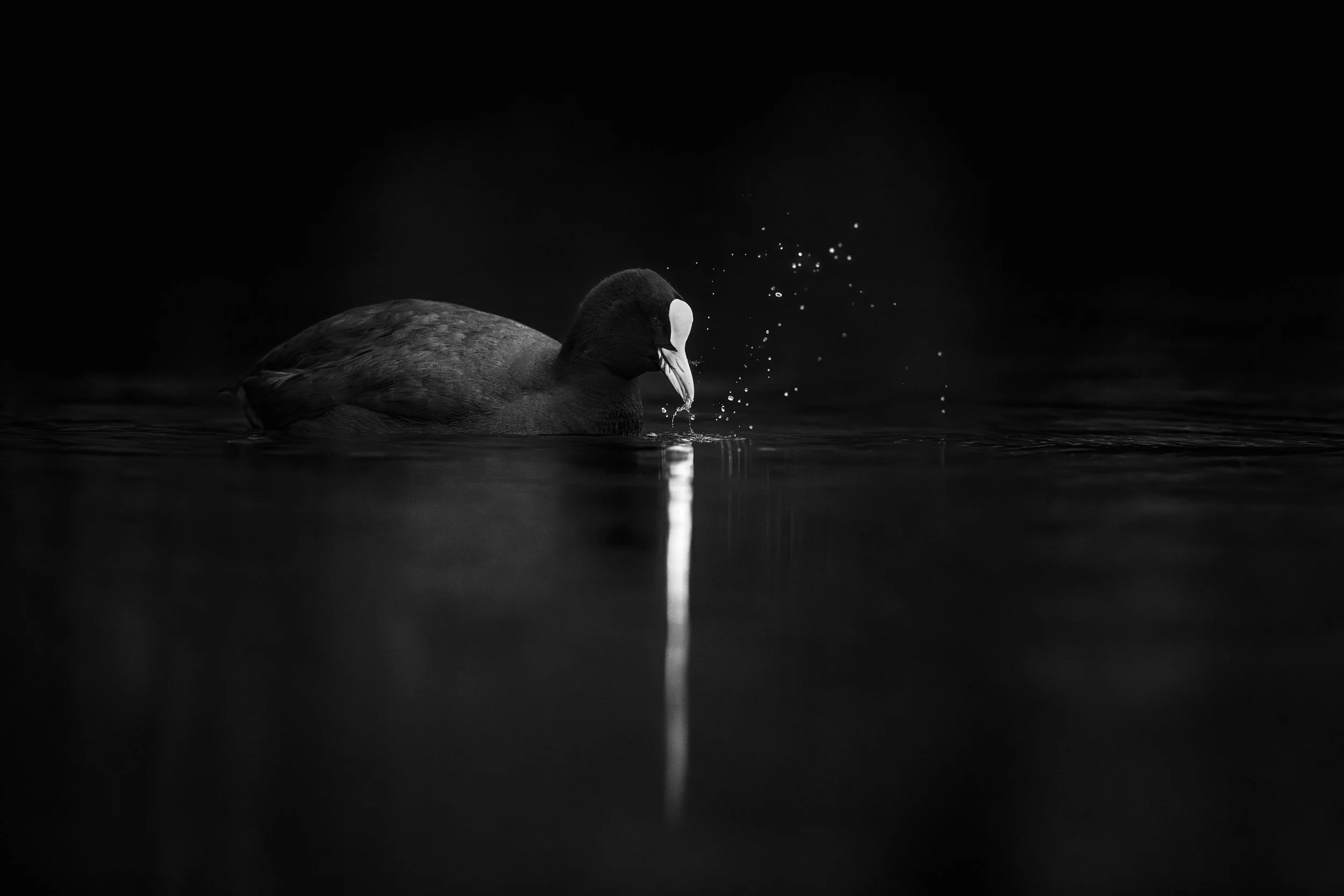 Lueur nocturne : Silhouette d'un foulque macroule sombre émergeant de l'obscurité, son bec blanc se reflétant verticalement sur l'eau. Noir et blanc.