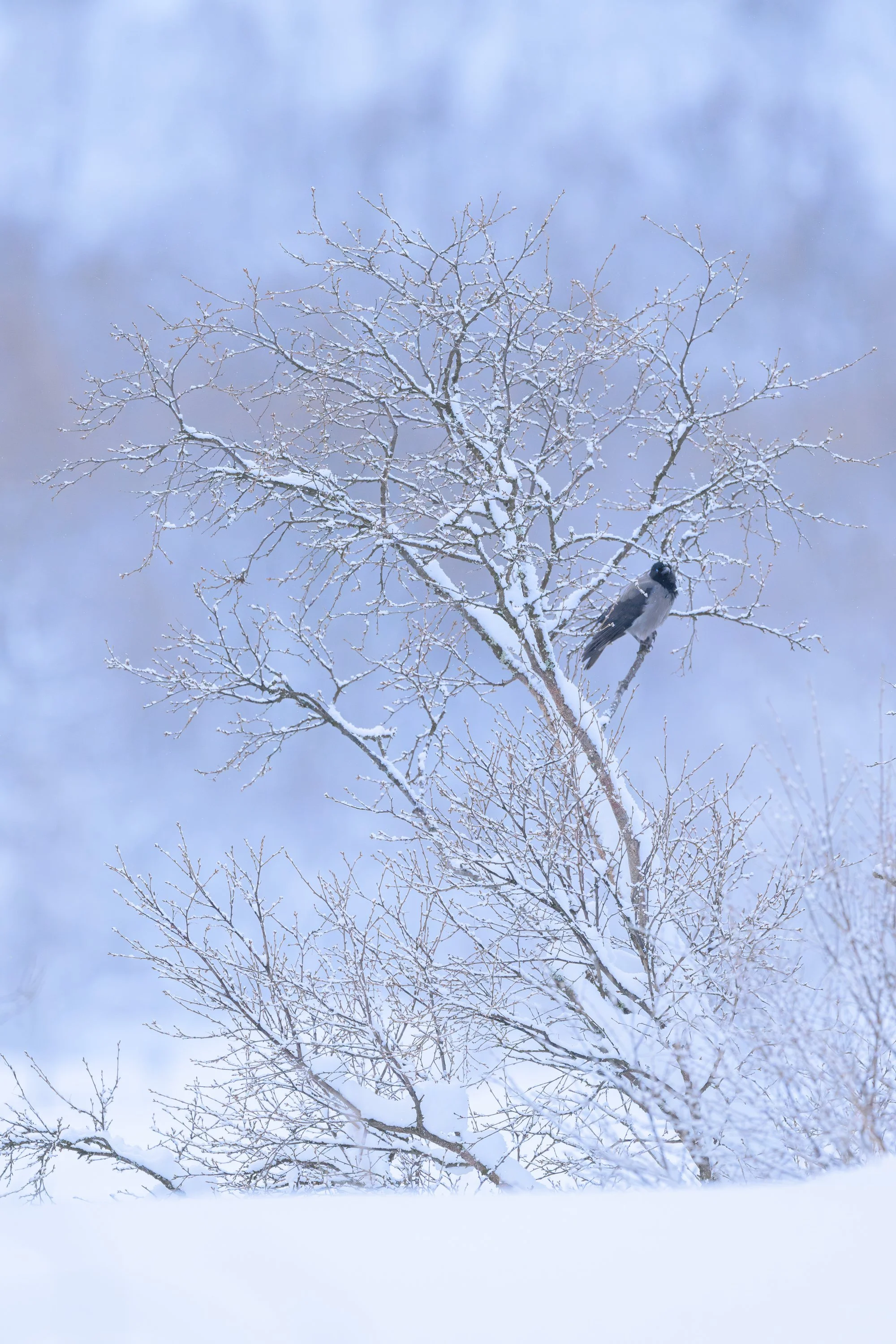 Oiseau perché dans un entrelacs de branches givrées au milieu d'une brume bleutée, une composition verticale artistique et mystérieuse