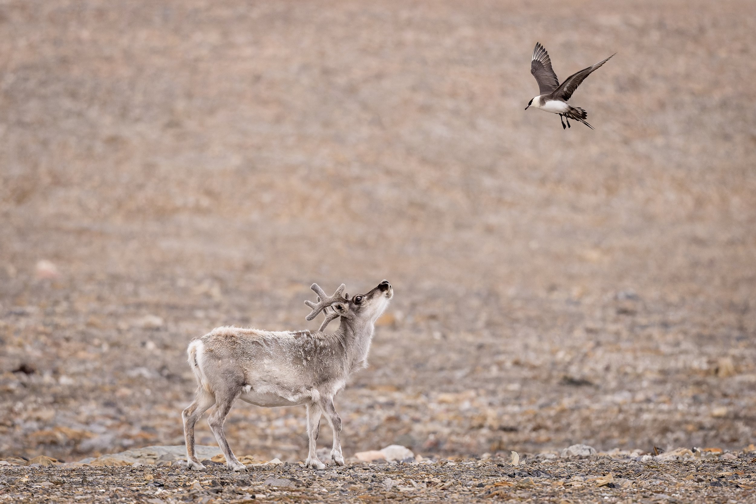 Scène de vie sauvage montrant un renne curieux observant un labbe agressif,  en plein vol dans une toundra aride, capturant un instant de tension naturelle."