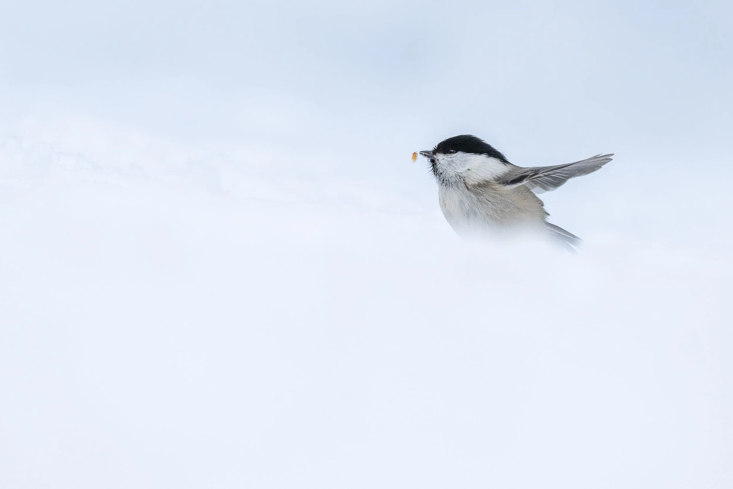 Photographie minimaliste d'une mésange boréale dans un paysage de neige immaculé, style épuré
