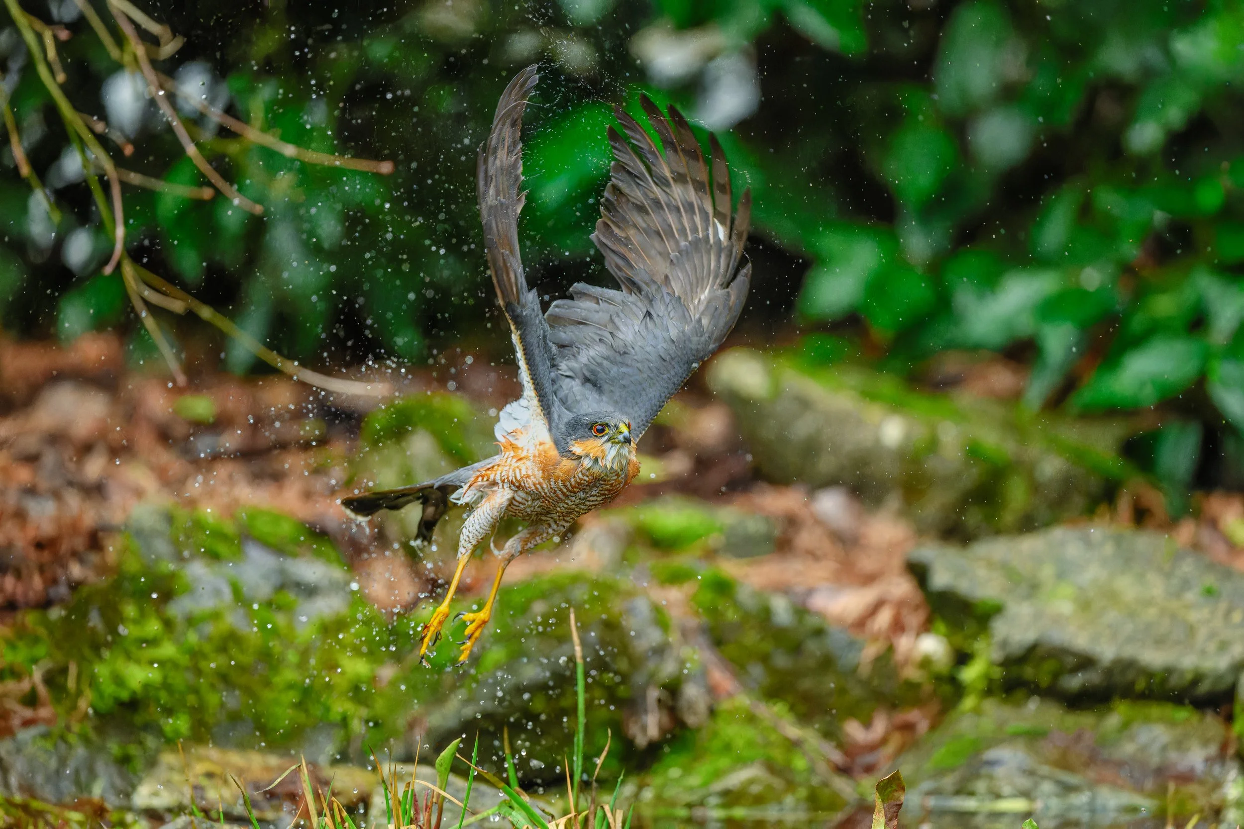 Epervier en vol - brabant wallon