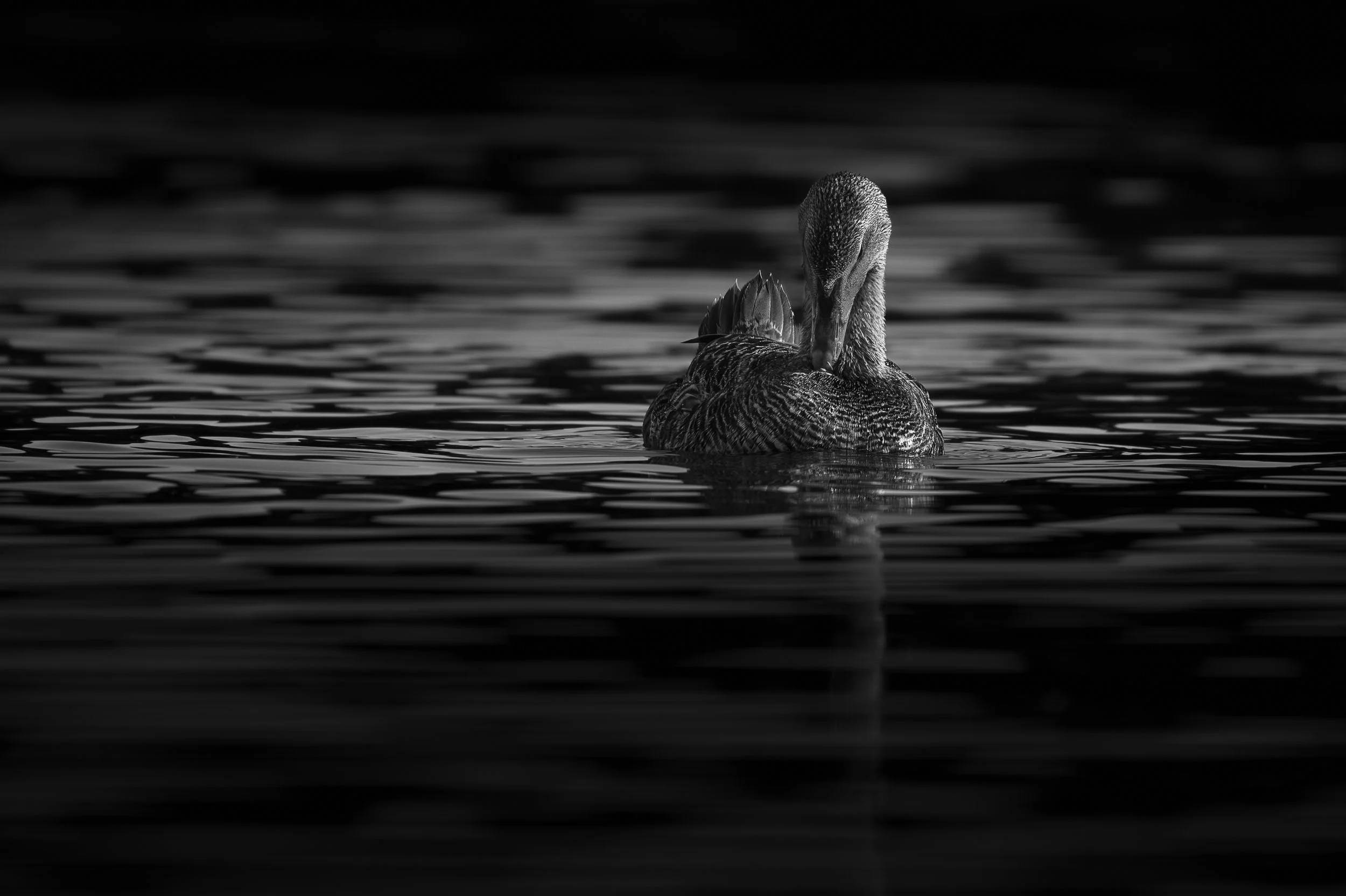 Texture aquatique : Eider à duvet femelle se fondant dans les ondulations argentées de l'eau, jeu de textures et de gris subtils.  Noir et blanc