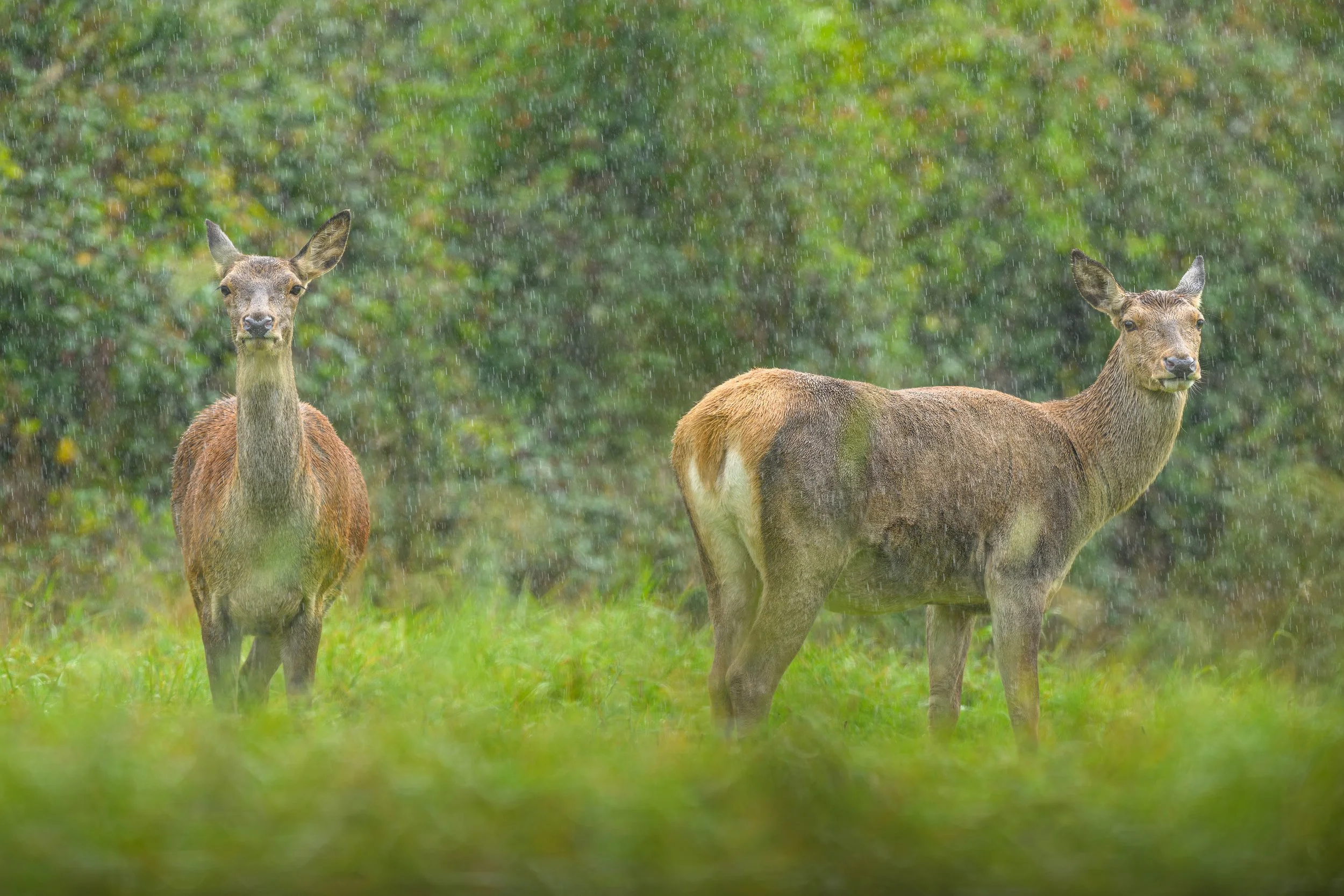 biches. (1 sur 1).jpg