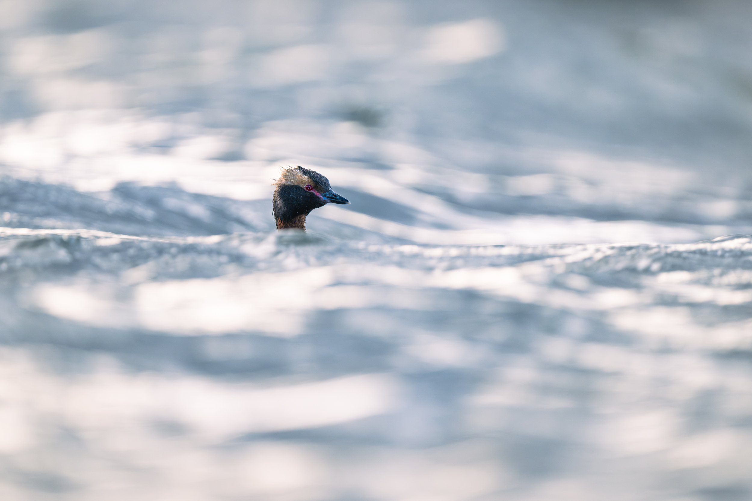grèbe esclavon sur une eau aux reflets argentés, une scène capturant la fluidité et le froid intense de l'hiver