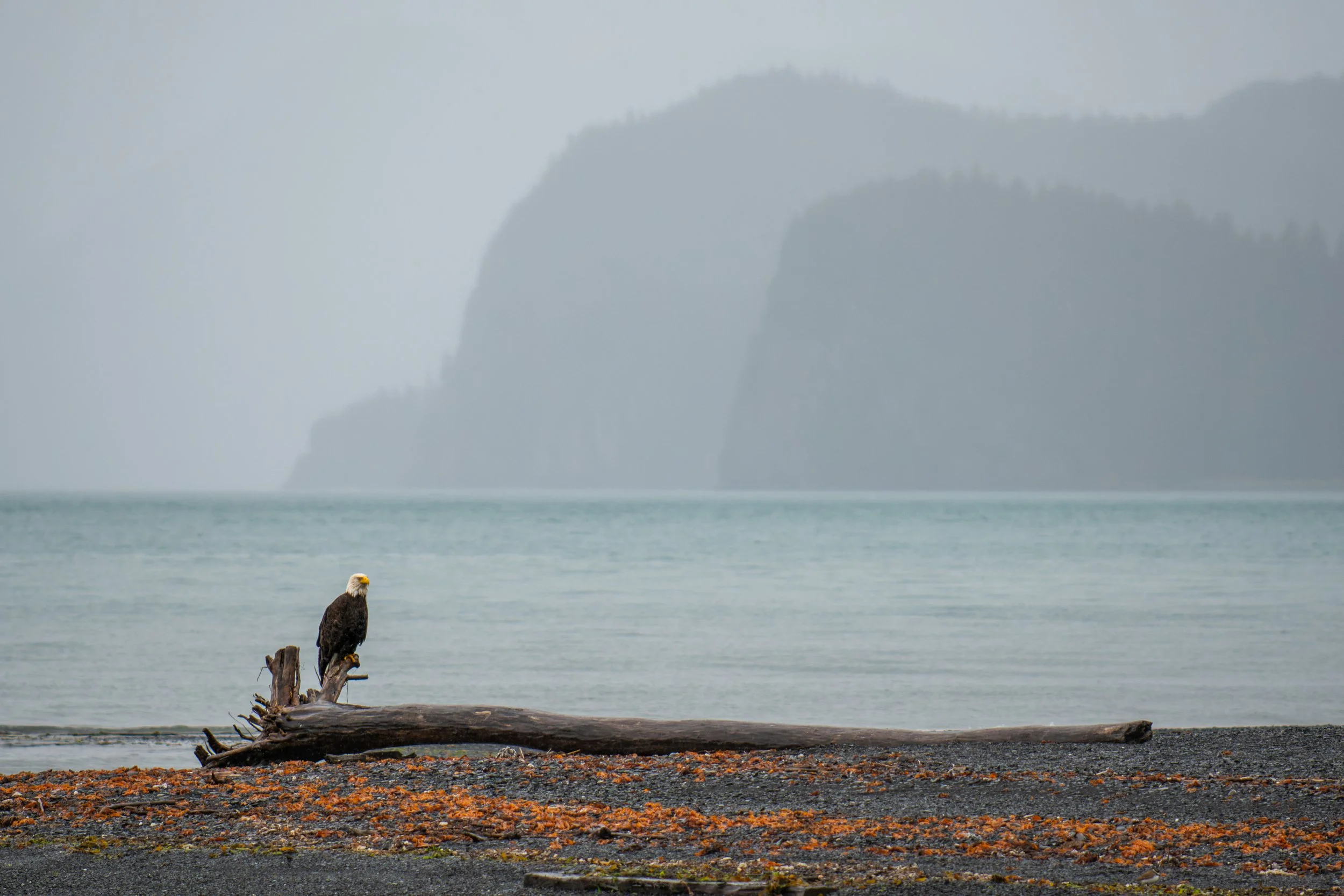 Pygargue à tête blanche perché sur un long tronc de bois flotté échoué sur une plage de galets, avec des falaises embrumées en arrière-plan. Alaska