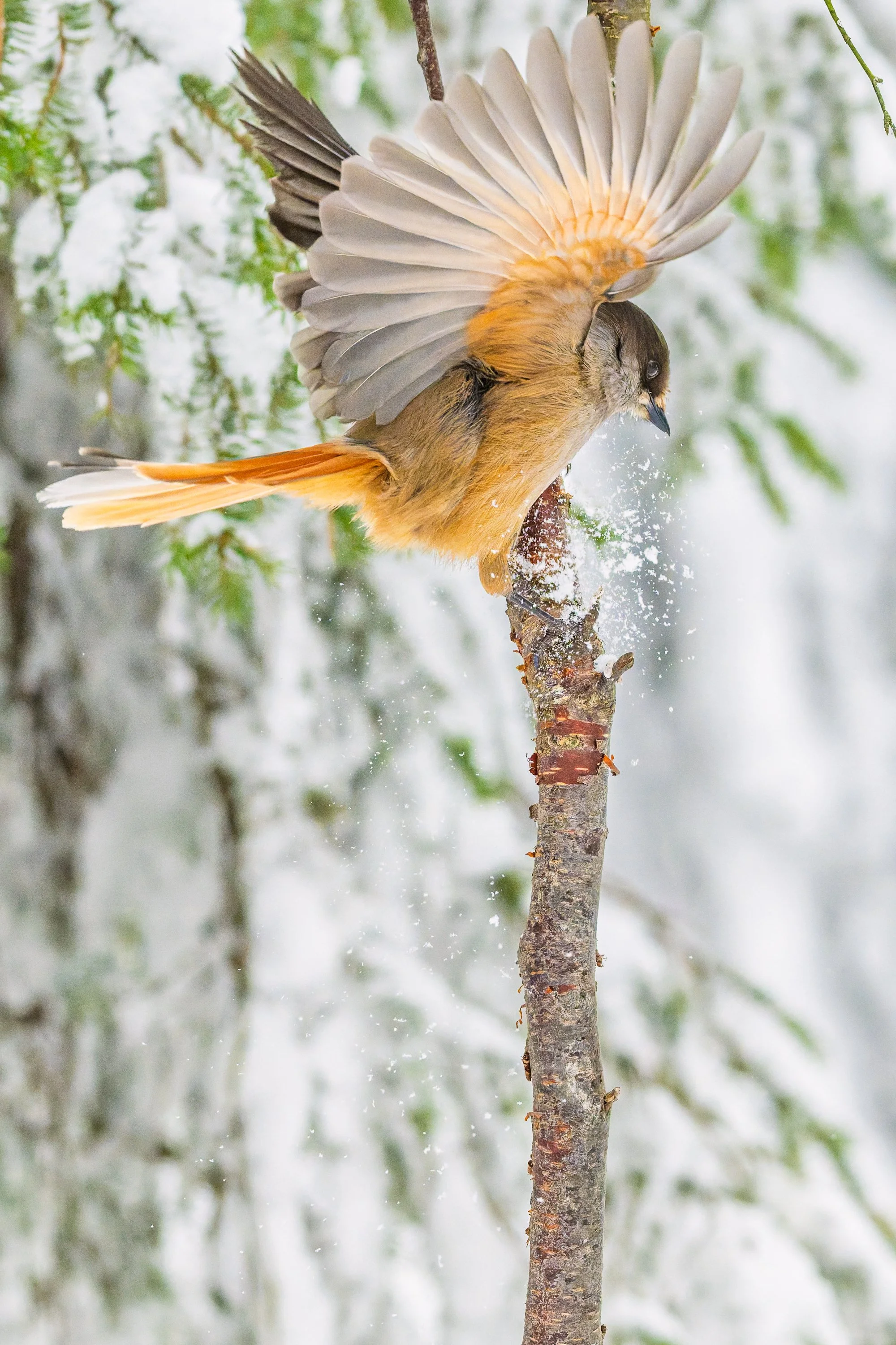 Mésangeai imitateur aux ailes déployées s'envolant depuis une branche enneigée, créant un contraste chaleureux sur un fond de forêt givrée