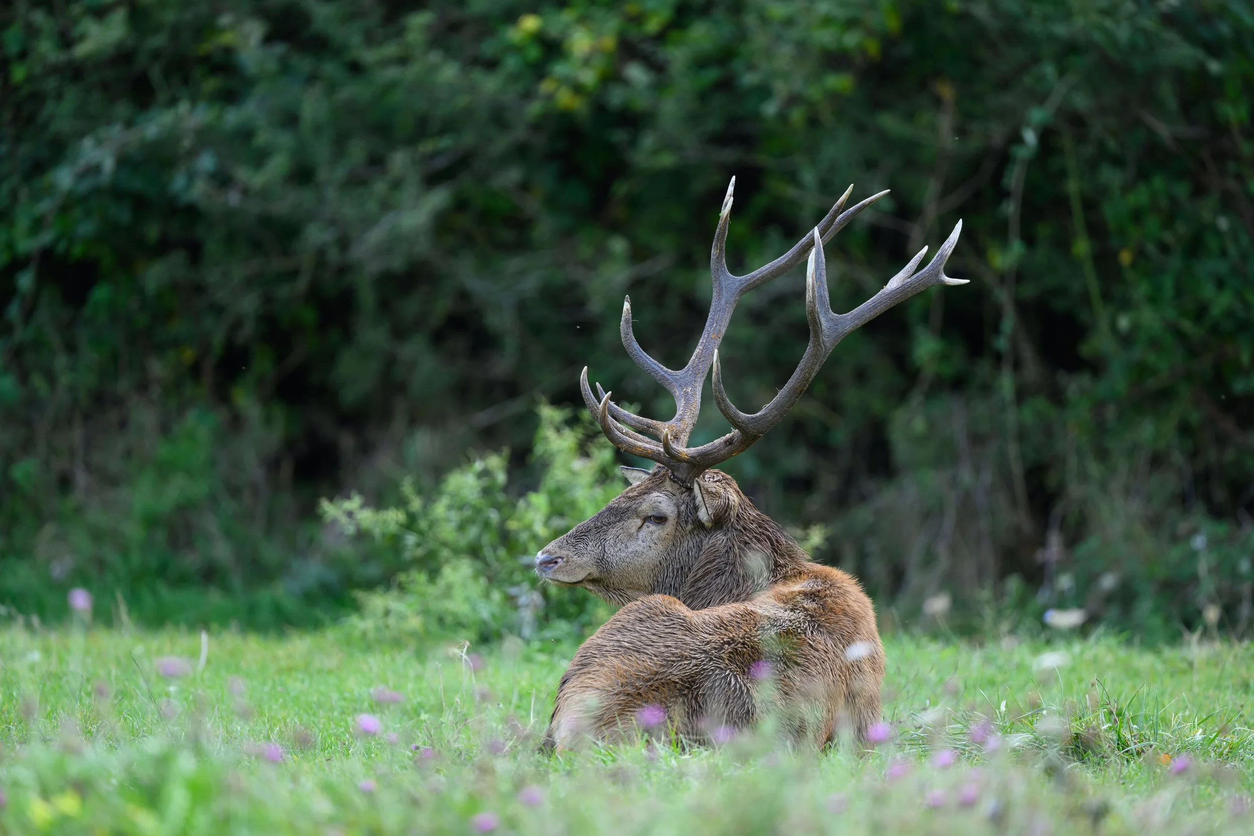 cerfs. (3 sur 3).jpg