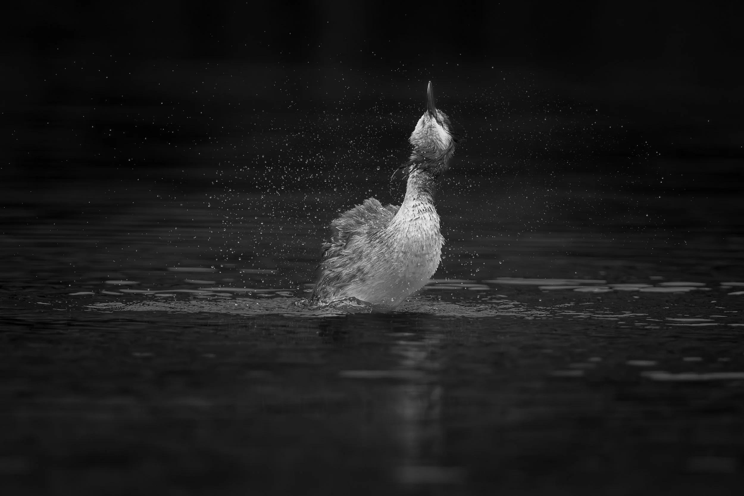Émergence : Grèbe huppé s'ébrouant vigoureusement dans l'eau, la tête pointant vers le ciel, créant une forme  dynamique au milieu d'une eau traitée en noir et blanc