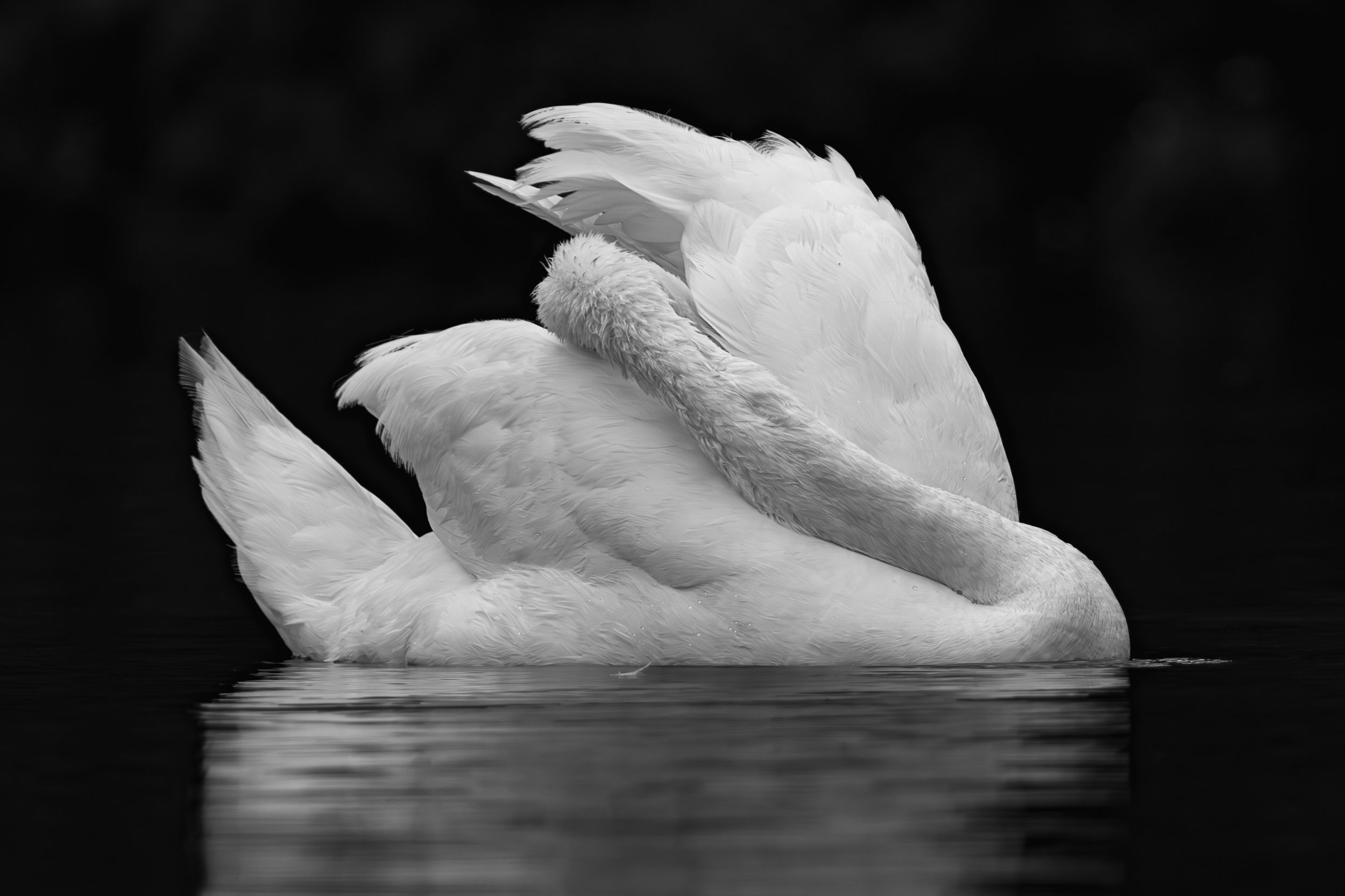 Cygne sculptural : Forme blanche et graphique d'un cygne lissant ses plumes en noir et blanc sur une eau sombre et lisse.
