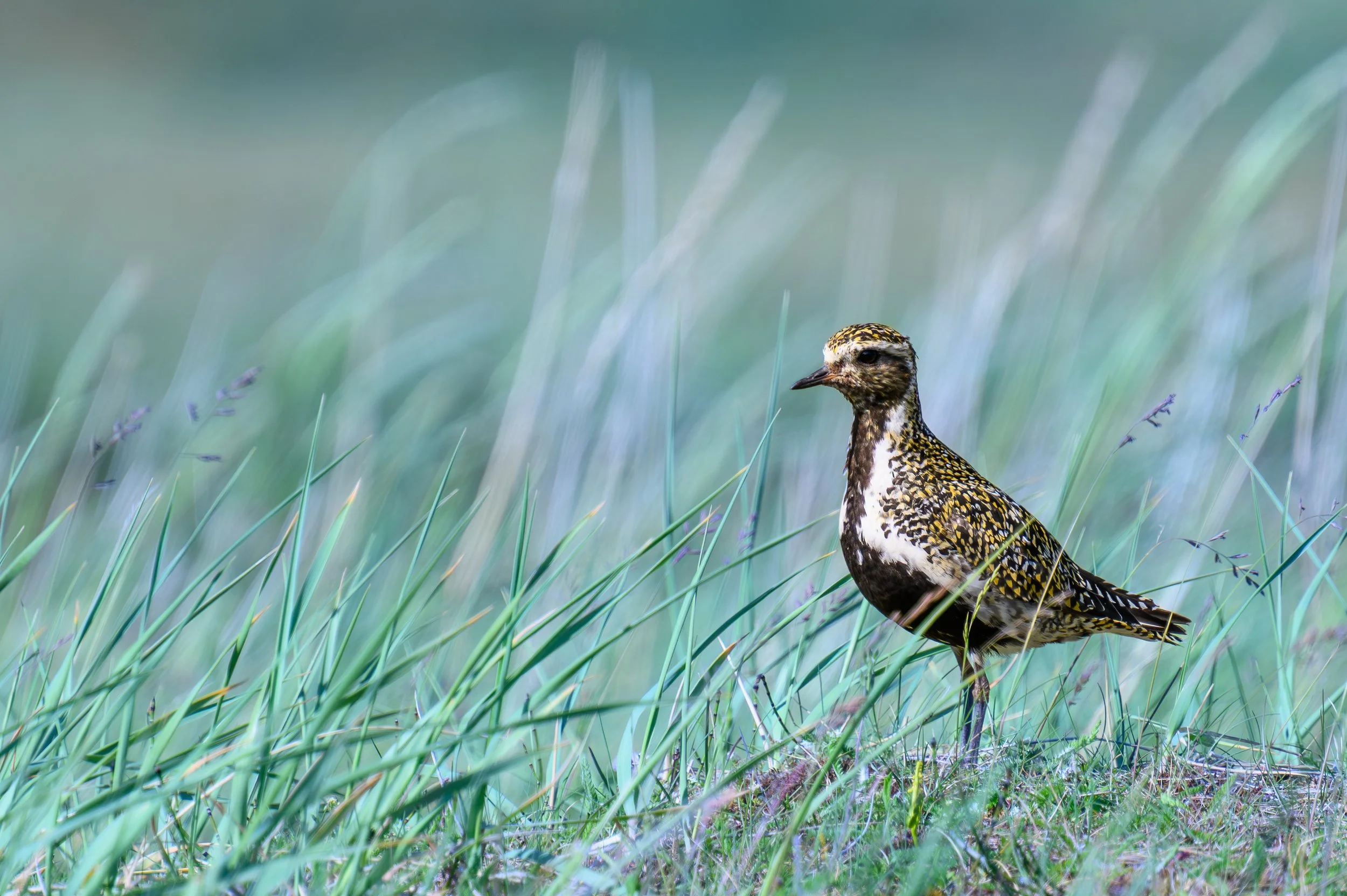 Pluvier doré debout au cœur d'herbes hautes et floues, une composition douce aux tons verts et bruns mettant en valeur le camouflage naturel de l'oiseau."
