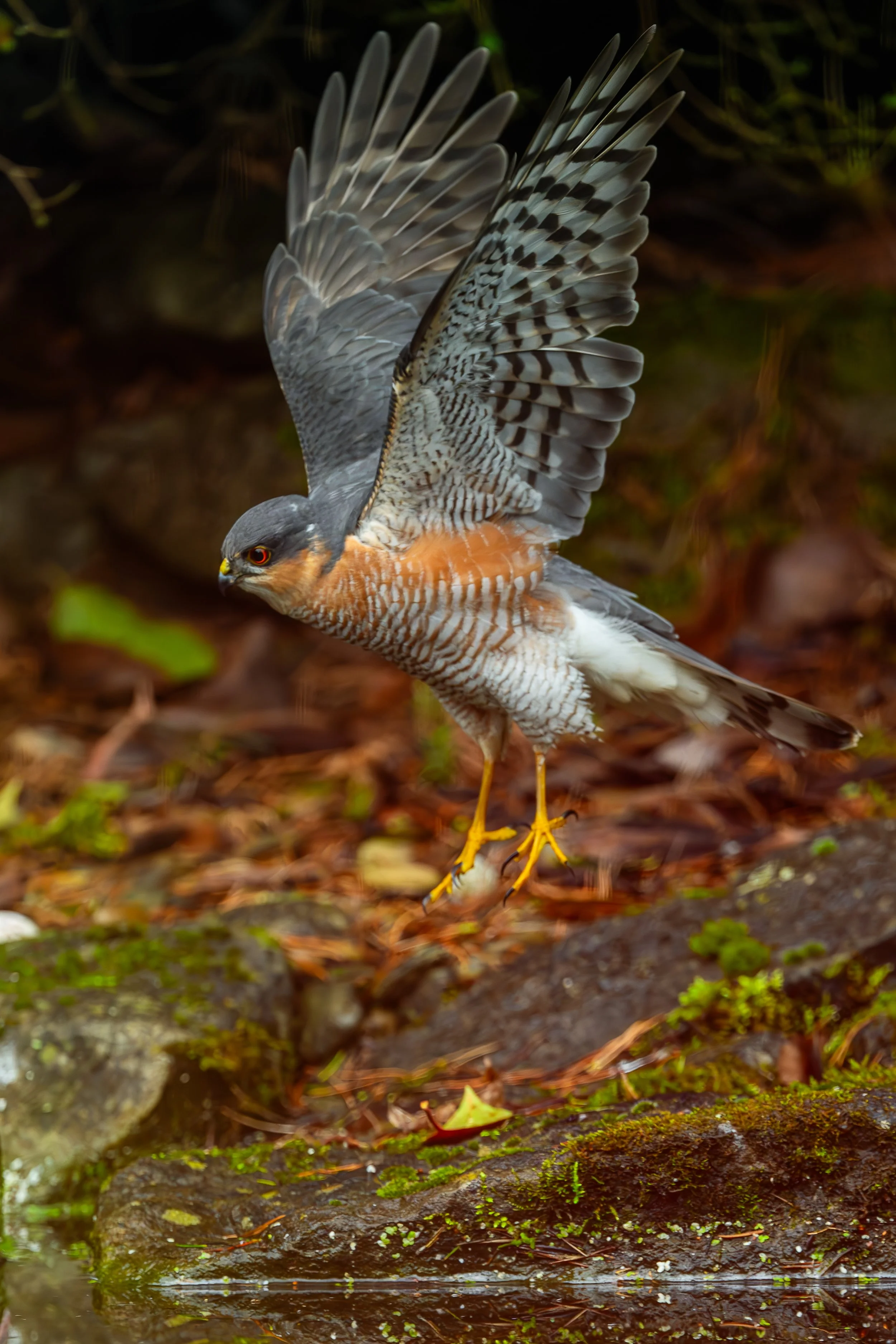 Epervier en vol - brabant wallon