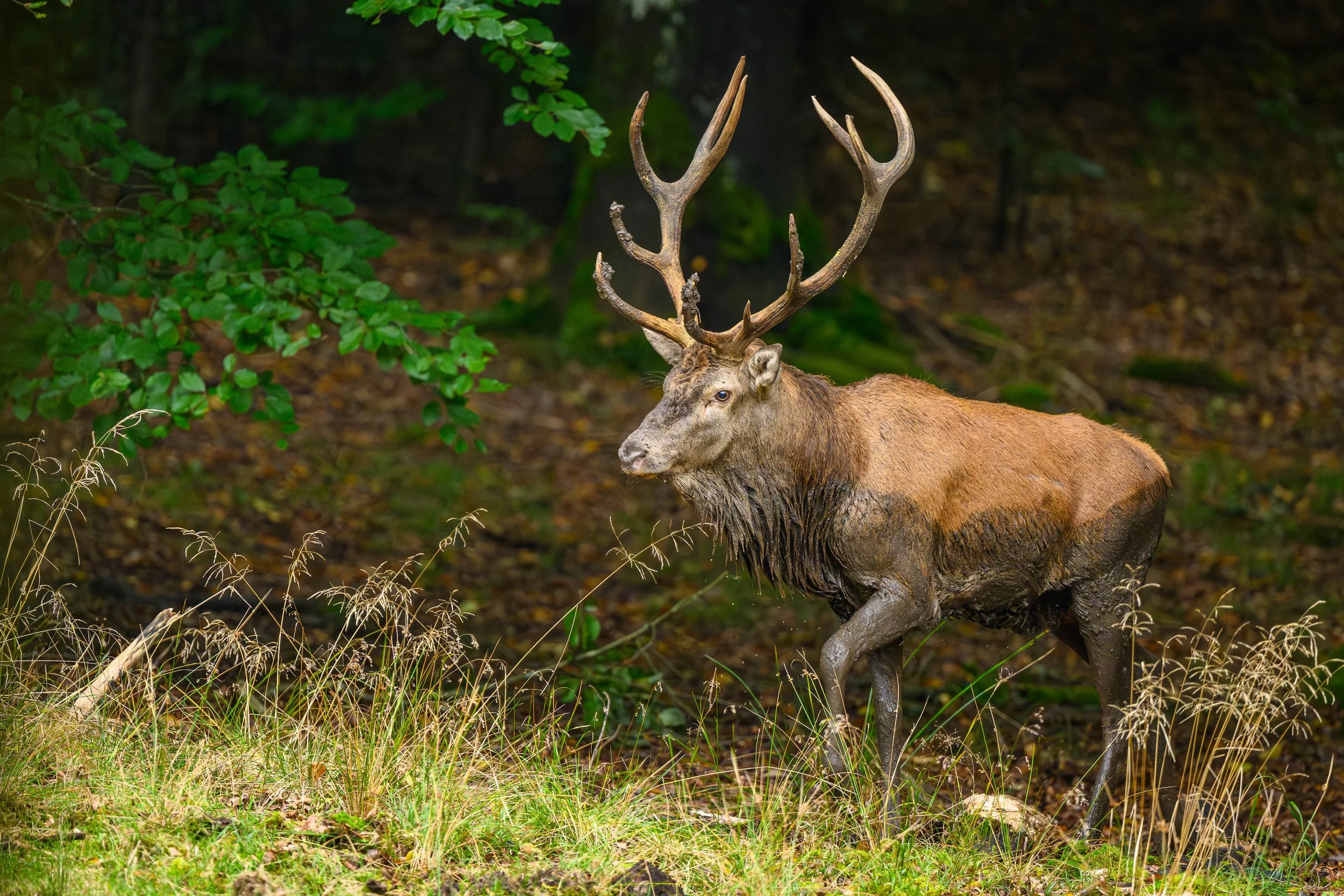 cerfs. (5 sur 1).jpg