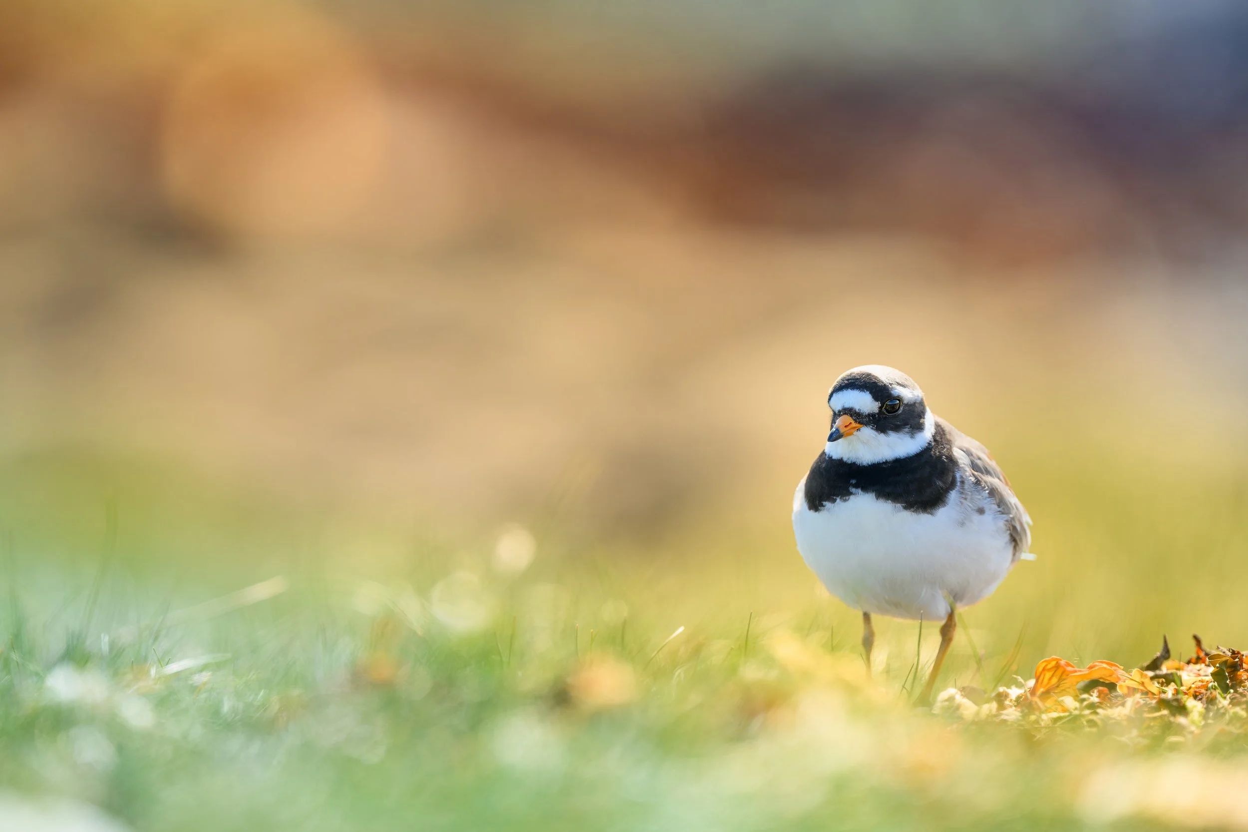 Photographie épurée d'un Petit Gravelot debout dans une prairie, avec un bokeh doux et des tons automnaux en arrière-plan