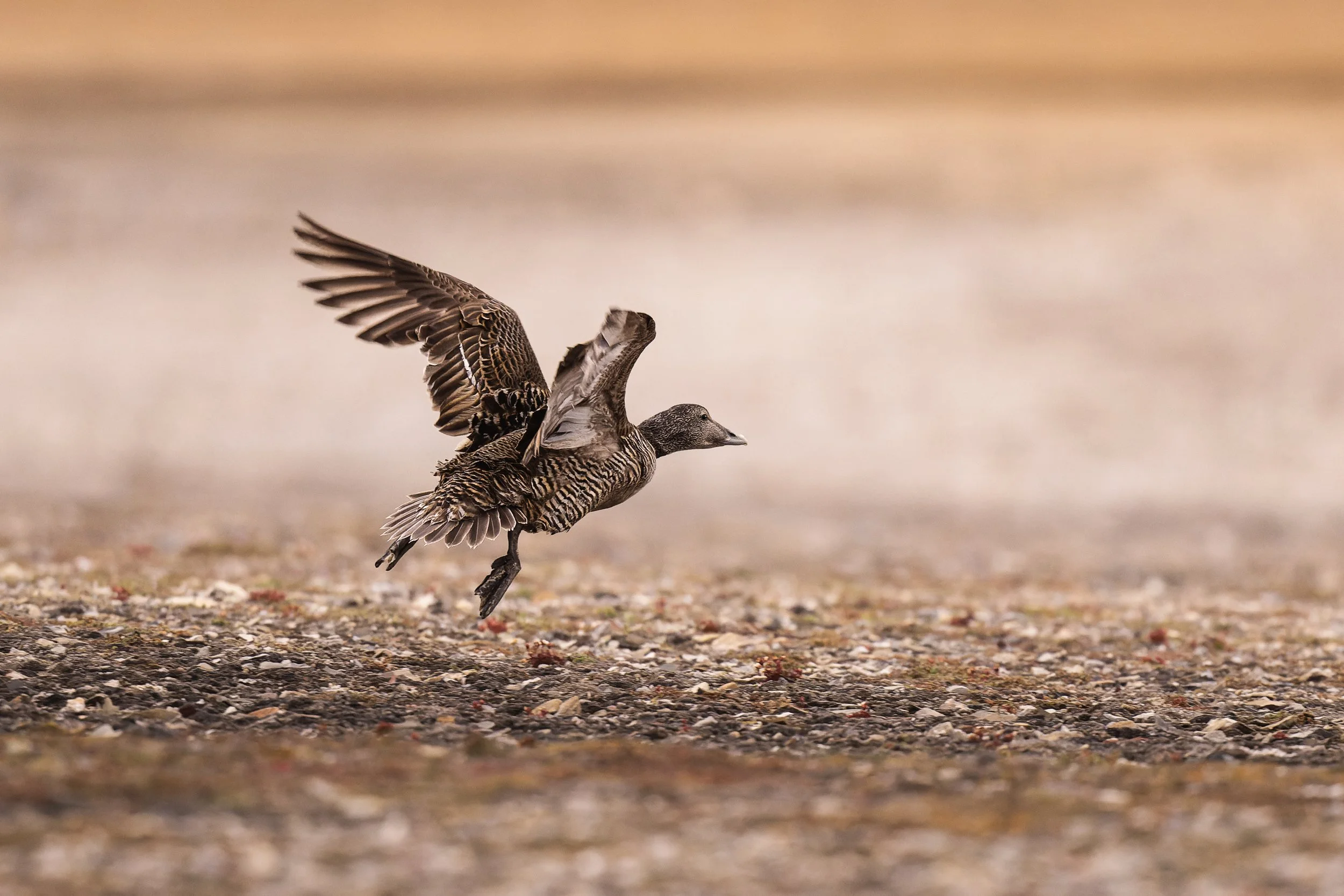 Eider à duvet femelle saisi en plein effort au décollage, ailes déployées au-dessus d'un sol aride, illustrant la force et le mouvement de la faune sauvage."