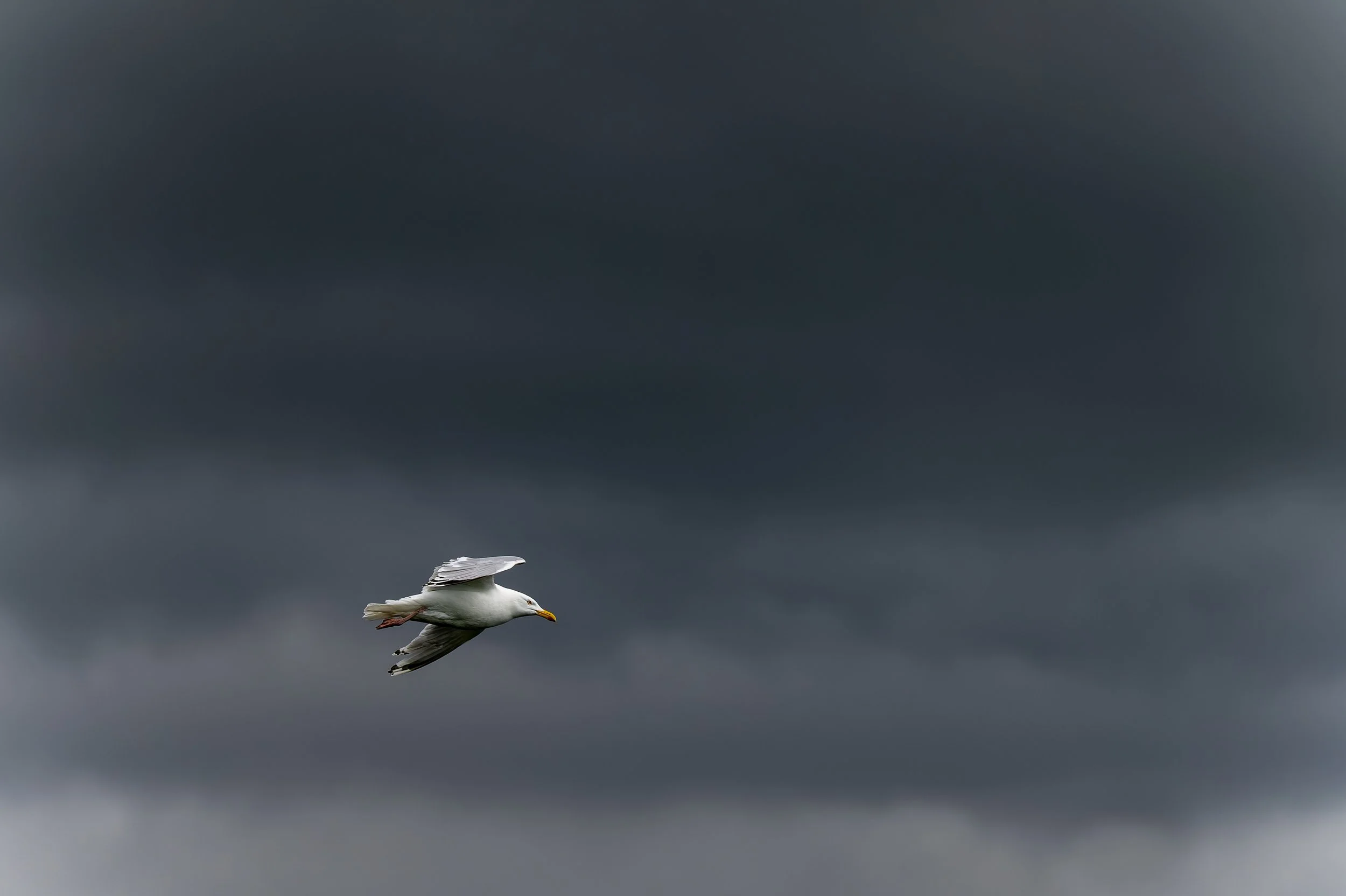 Silhouette d'un oiseau marin volant seul sous un ciel de tempête sombre et menaçant, illustrant la résilience de la faune sauvage