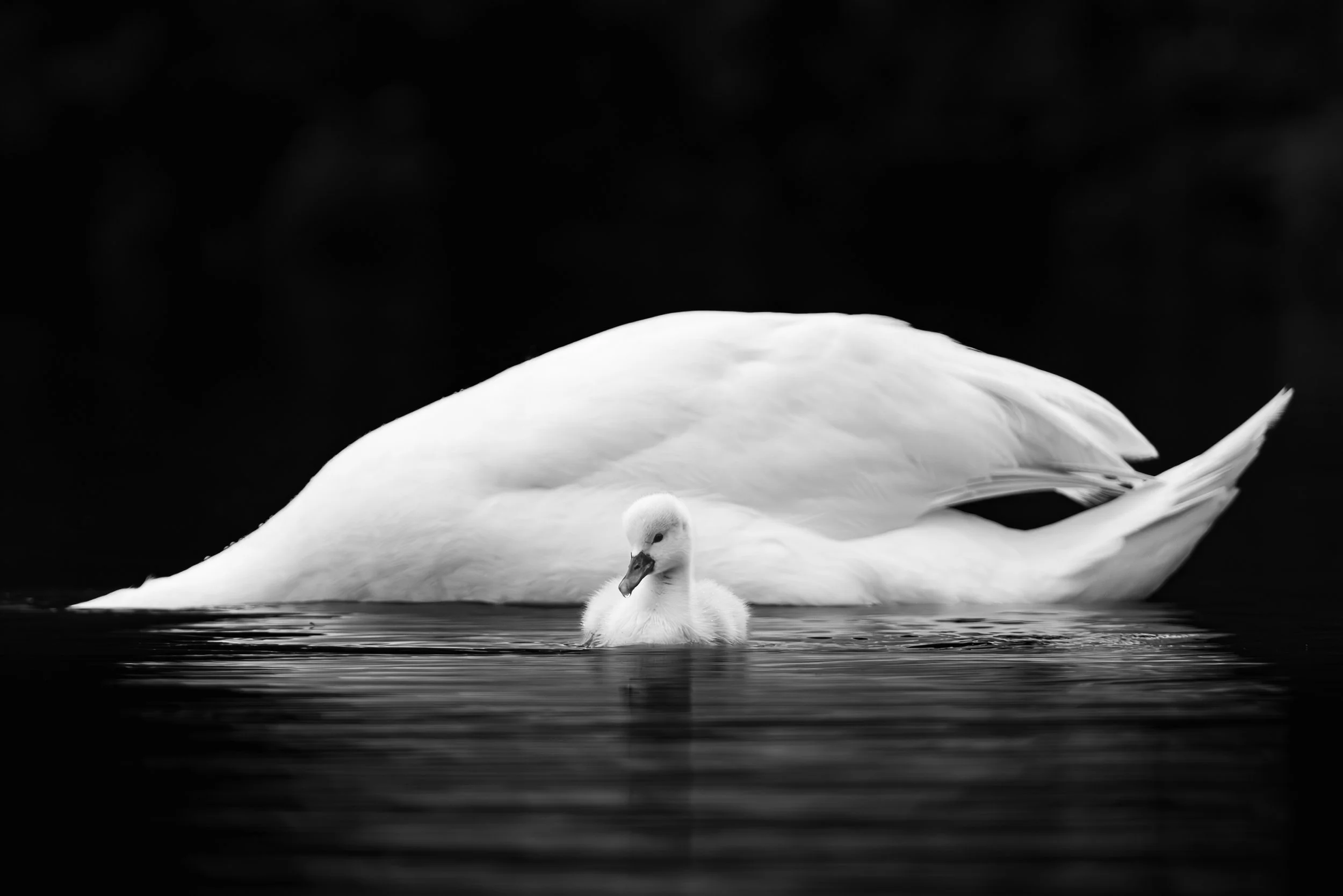 Protection maternelle : Grand cygne blanc en arrière-plan d'un jeune cygne, composition centrée sur la tendresse et le contraste.  Noir et blanc