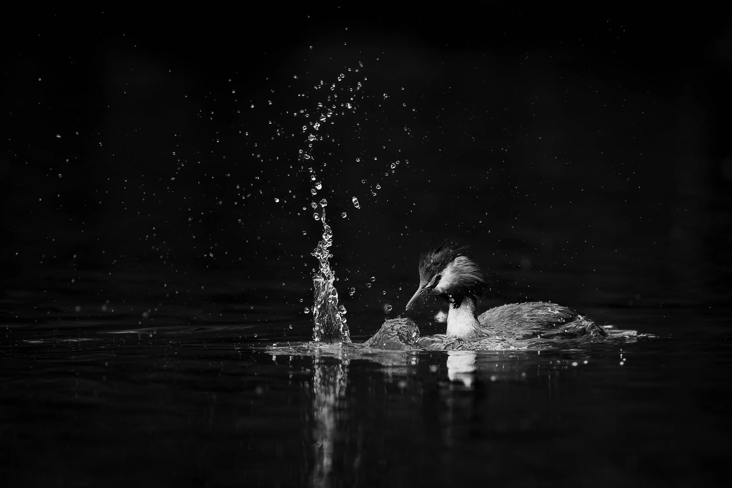 Éclat d'eau : Grèbe huppé entouré d'une explosion de gouttelettes blanches sur fond noir profond. Noir et blanc