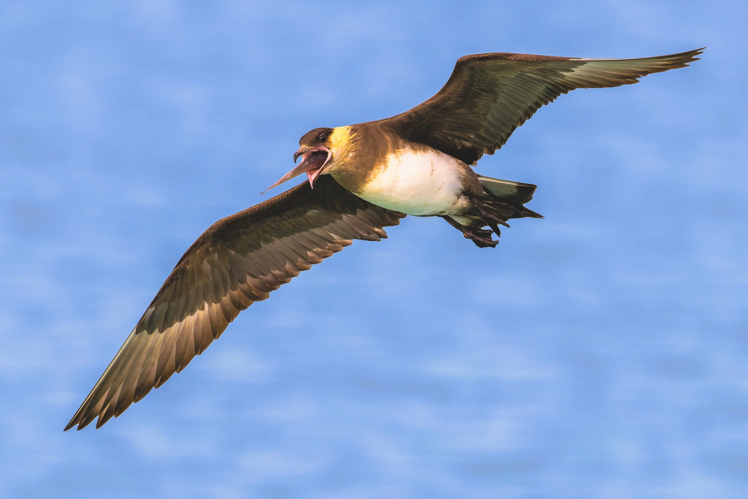 Gros plan dynamique d'un Grand Labbe (Skua) en vol, ailes déployées, sa proie dans le bec, se détachant sur un ciel bleu pur, capturant la puissance du souffle du vivant."