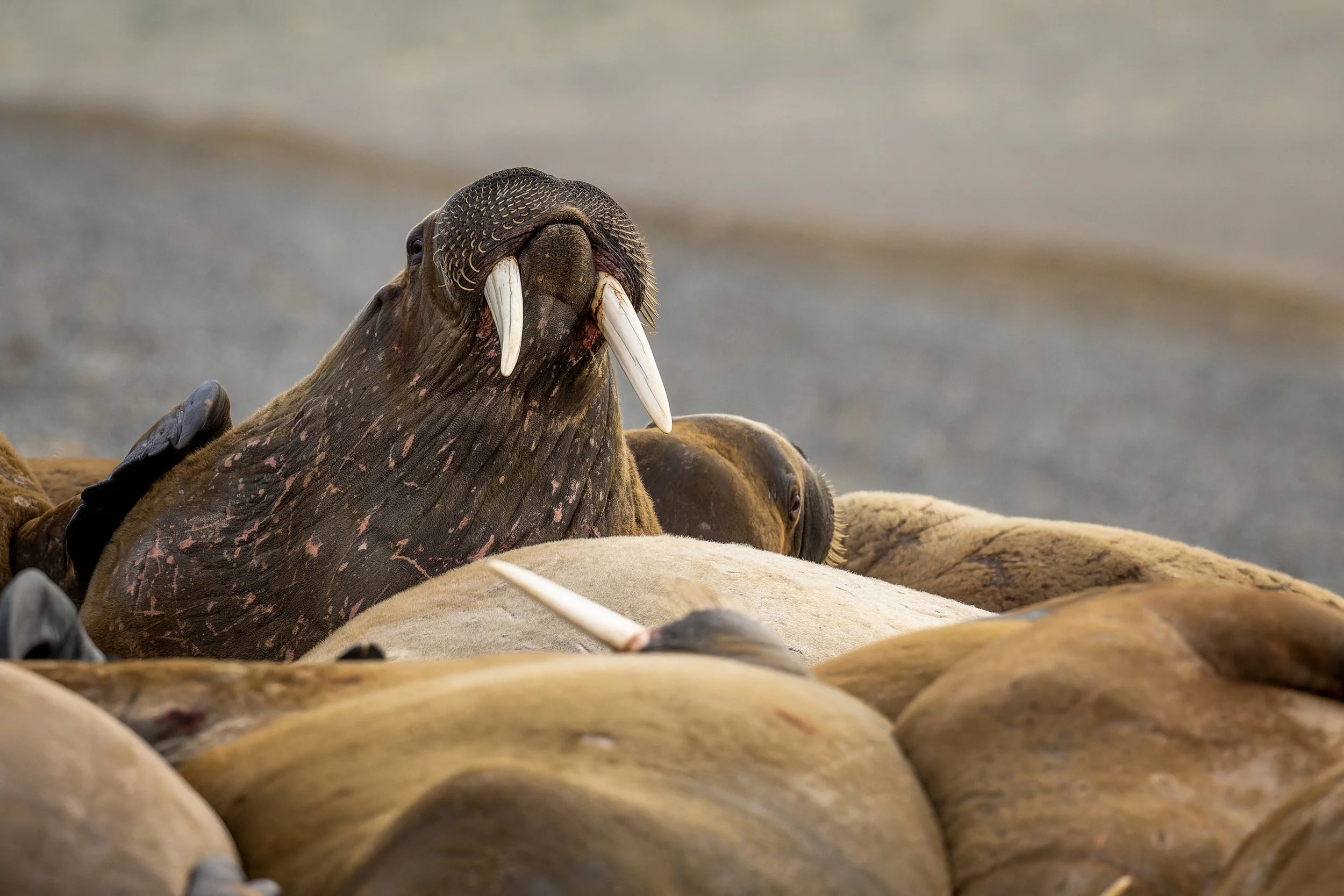 Groupe de morses imposants se reposant sur une plage, avec un focus sur un individu montrant ses longues défenses en ivoire