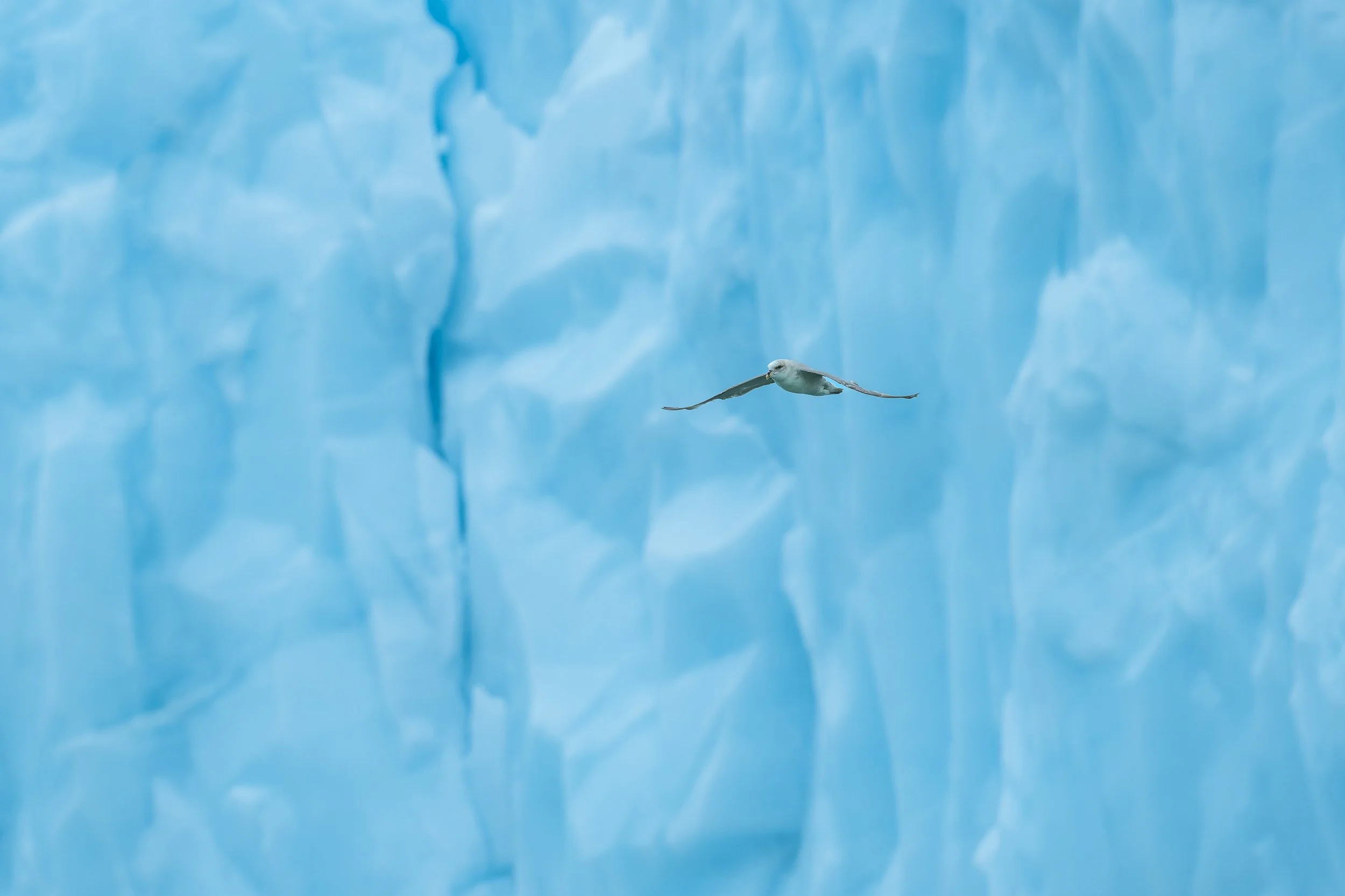 Oiseau en vol survolant la paroi texturée d'un immense glacier bleu, montrant l'échelle monumentale de la glace face au vivant.
