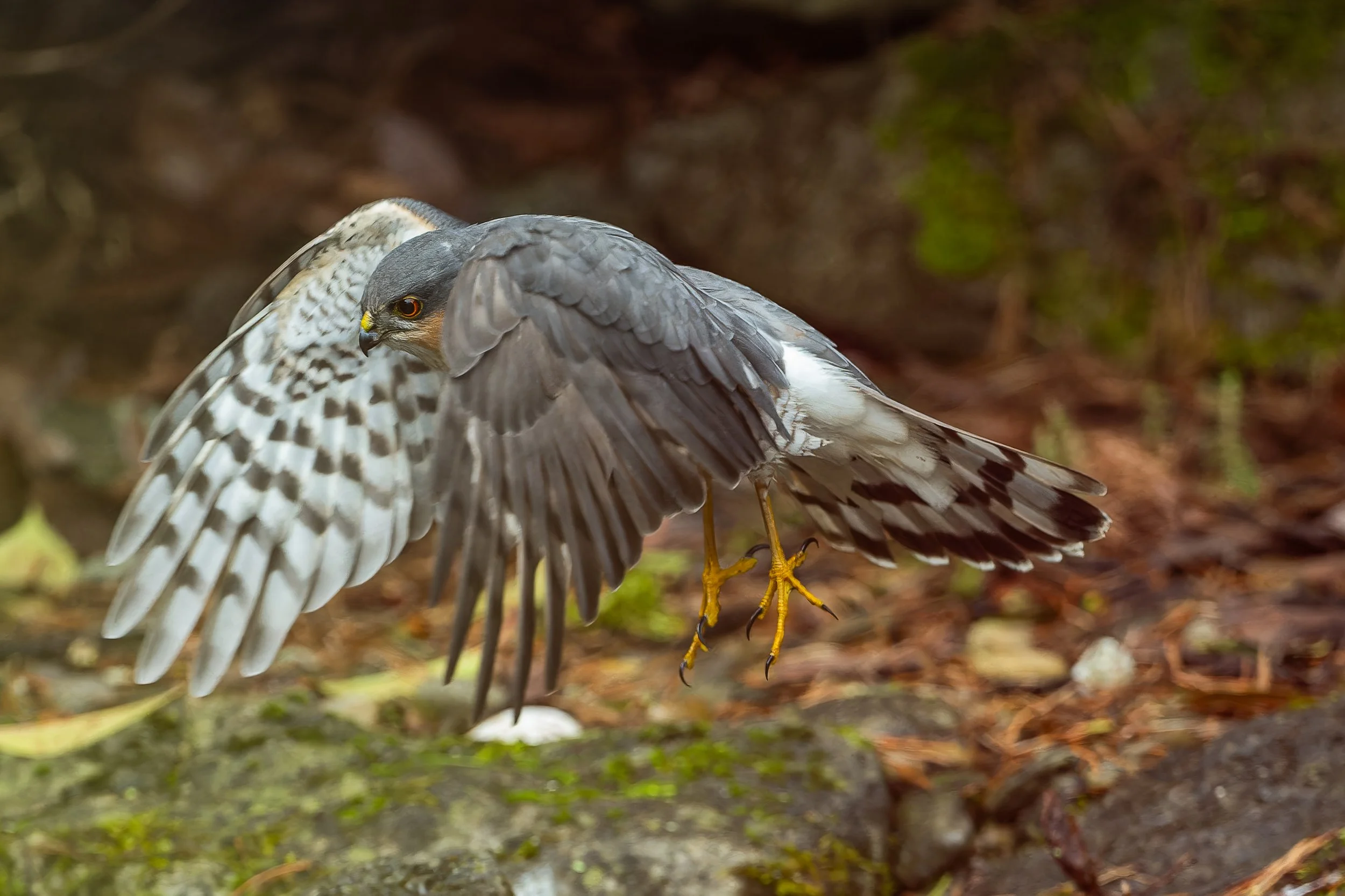 Epervier en vol - brabant wallon
